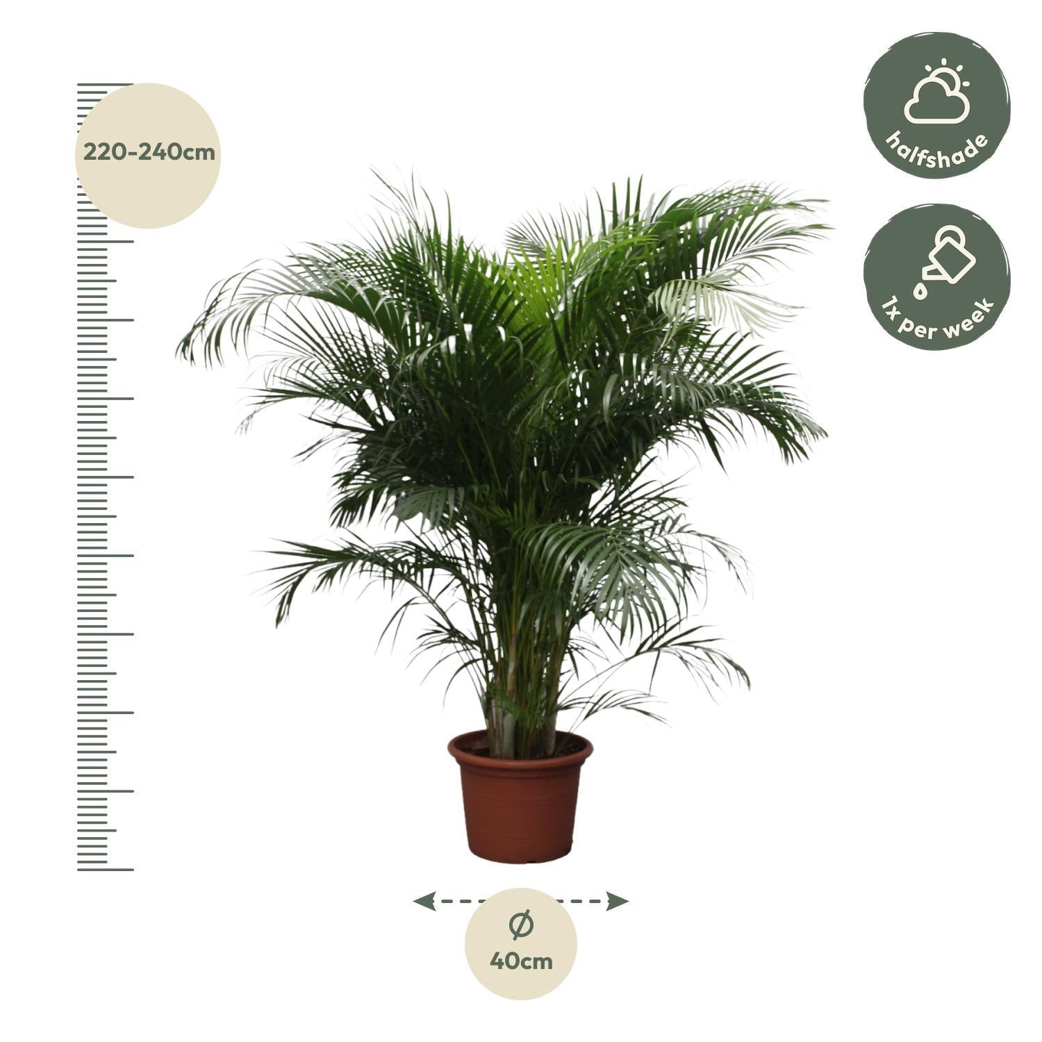 Dypsis Lutescens (Areca-Palme) - 230 cm - ø40