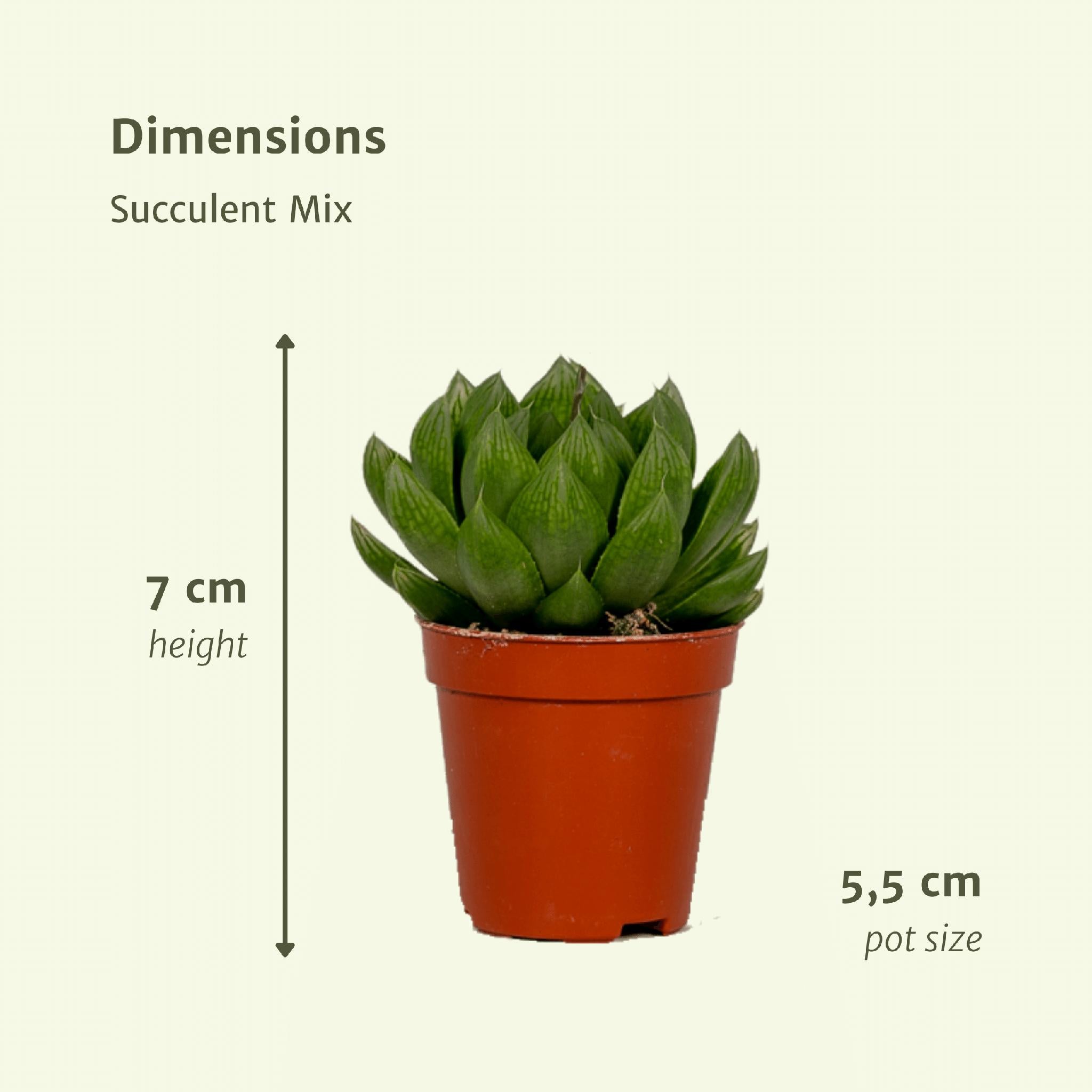 Succulenten Mix - 20 stuks - Ø5,5cm - ↕7 cm