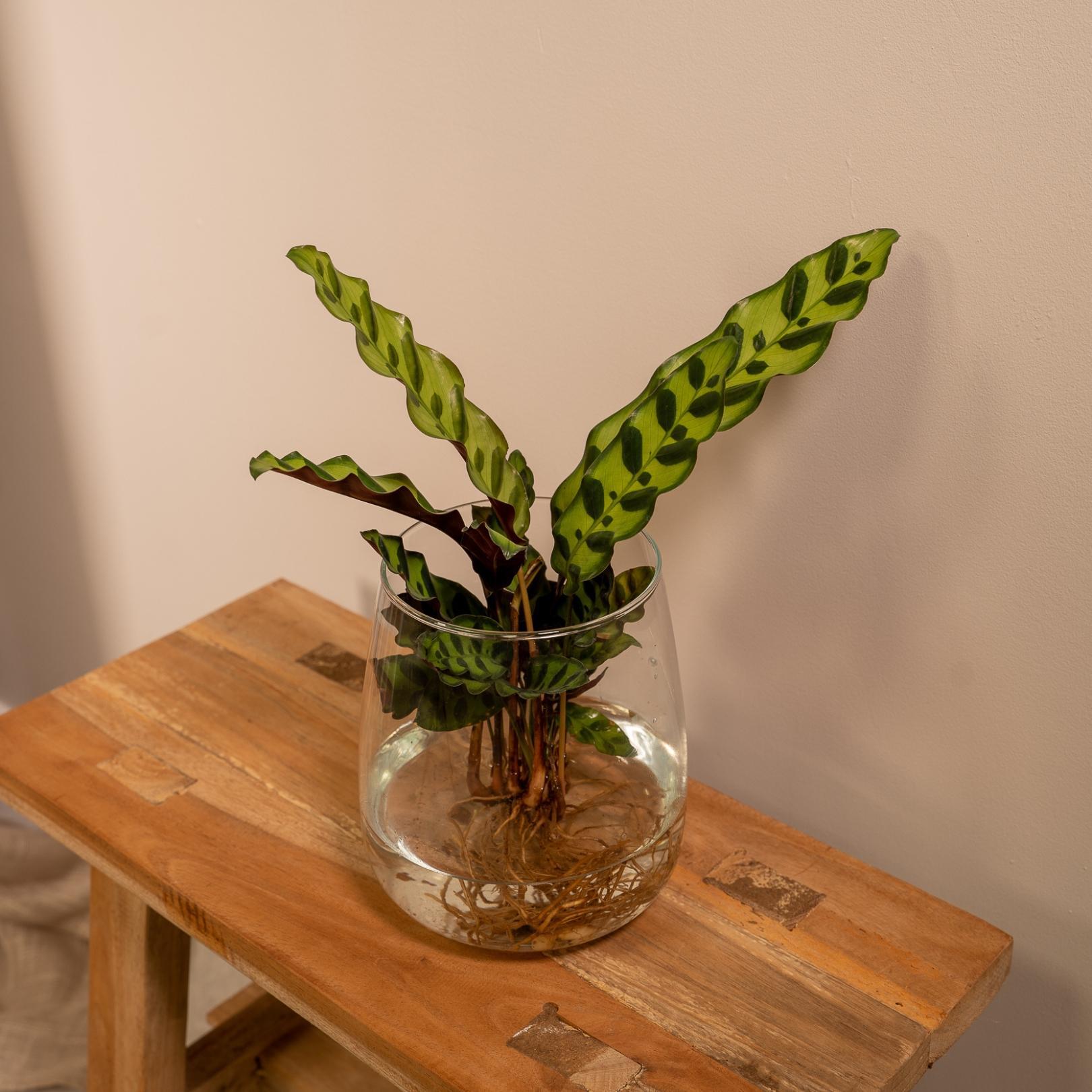 Calathea Insignis in Kingston-glas - 30cm - ø12