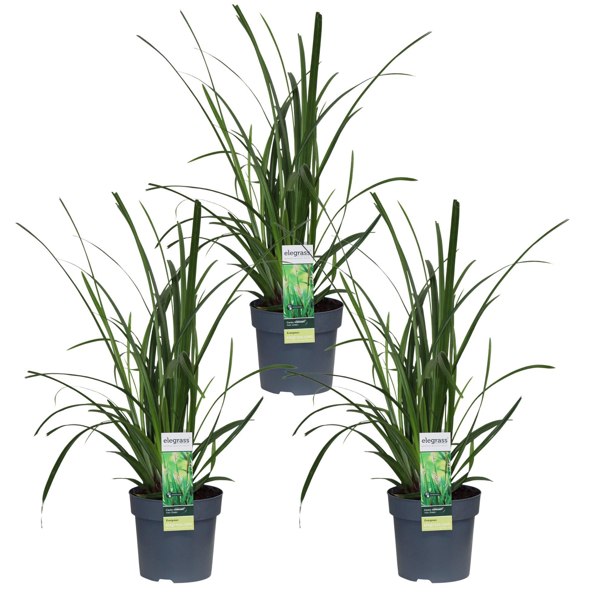 3x - Carex morrowii 'Irish Green' - ?30cm - Ø14