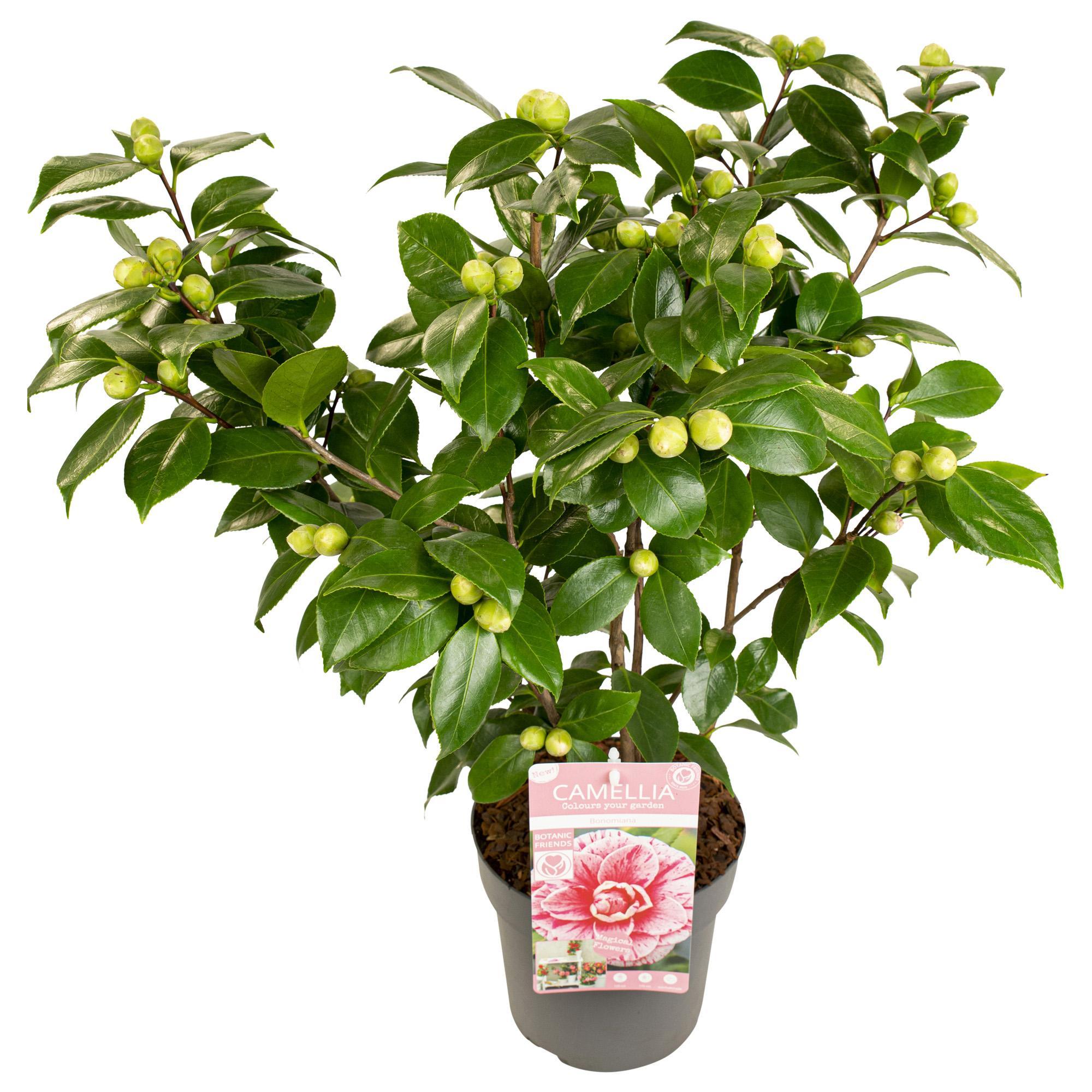 Camellia japonica Bonomiana - Ø19 - ?65cm