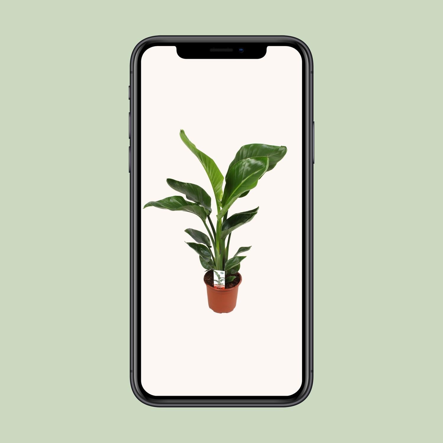 Strelitzia Nicolai 17 cm - Ø17cm - ↕70cm