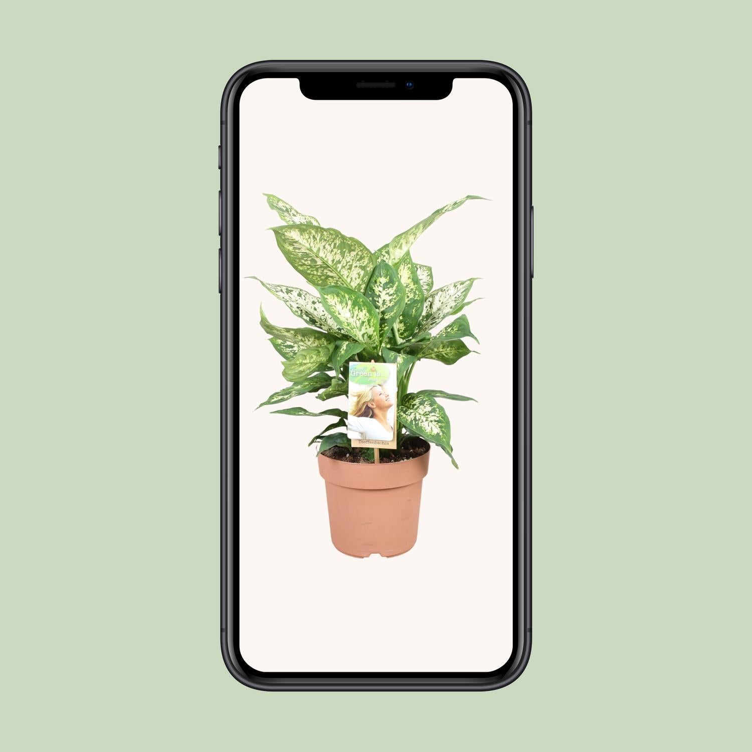 Dieffenbachia Compacta - Ø17cm - ↕45cm