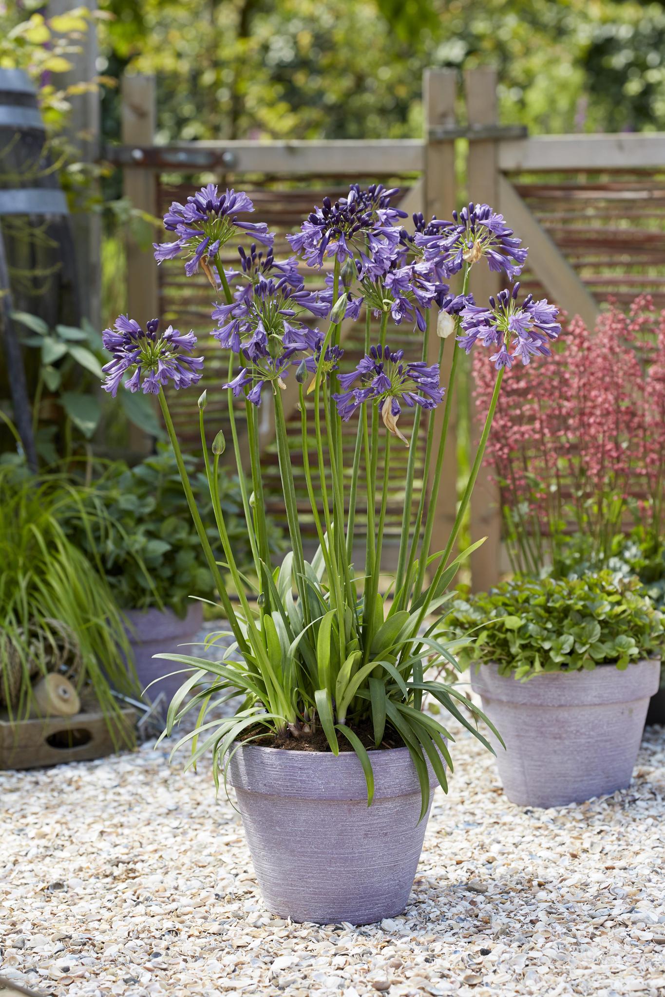 Agapanthus 'Poppin Purple' - ?30cm - Ø19