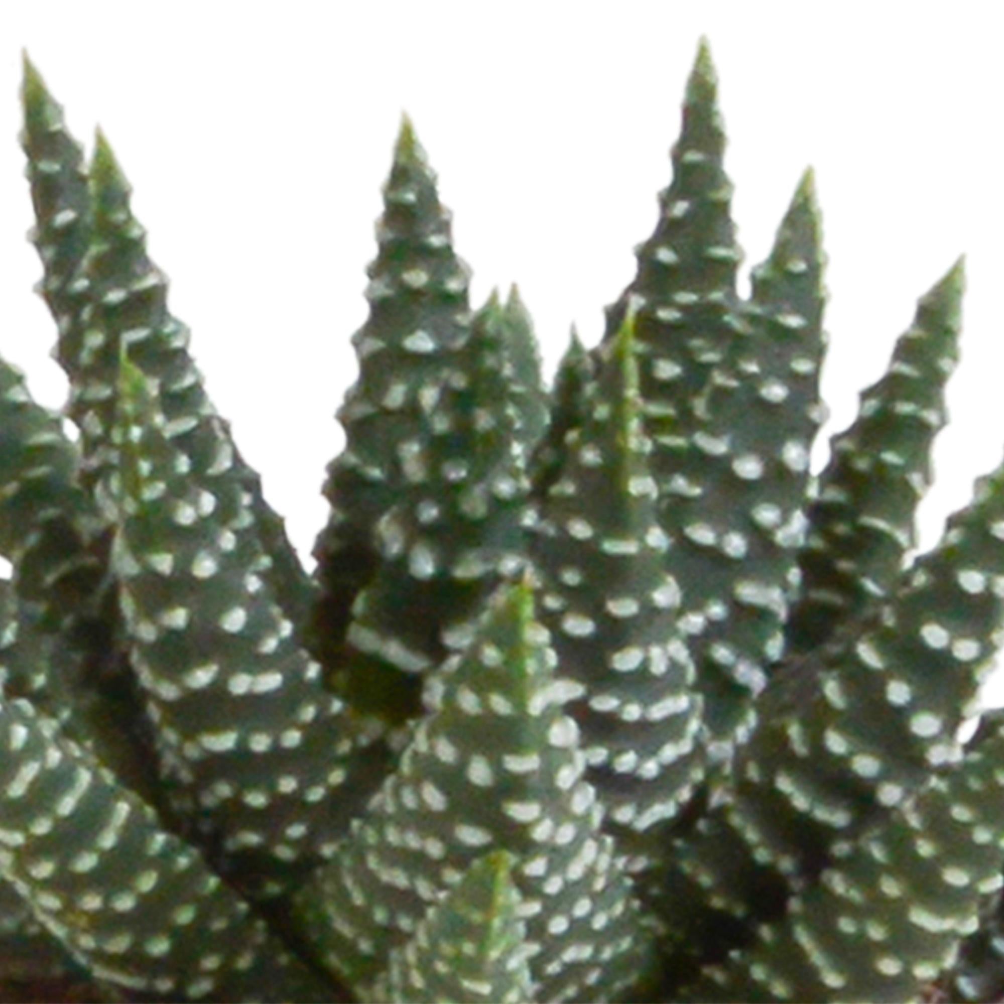 Gasteria/Haworthia mix 5,5cm - zonder pot - 5x