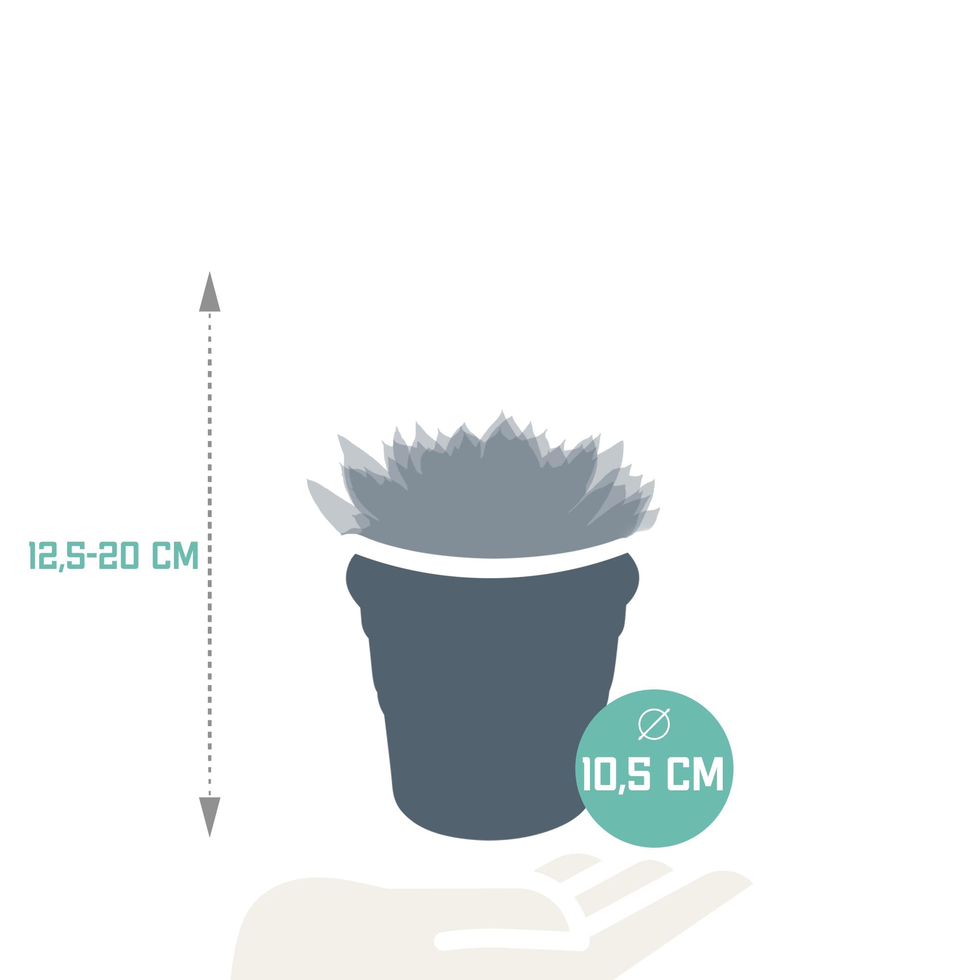 Echeveria-Mix 10,5 cm - 3x - im Terrakottatopf