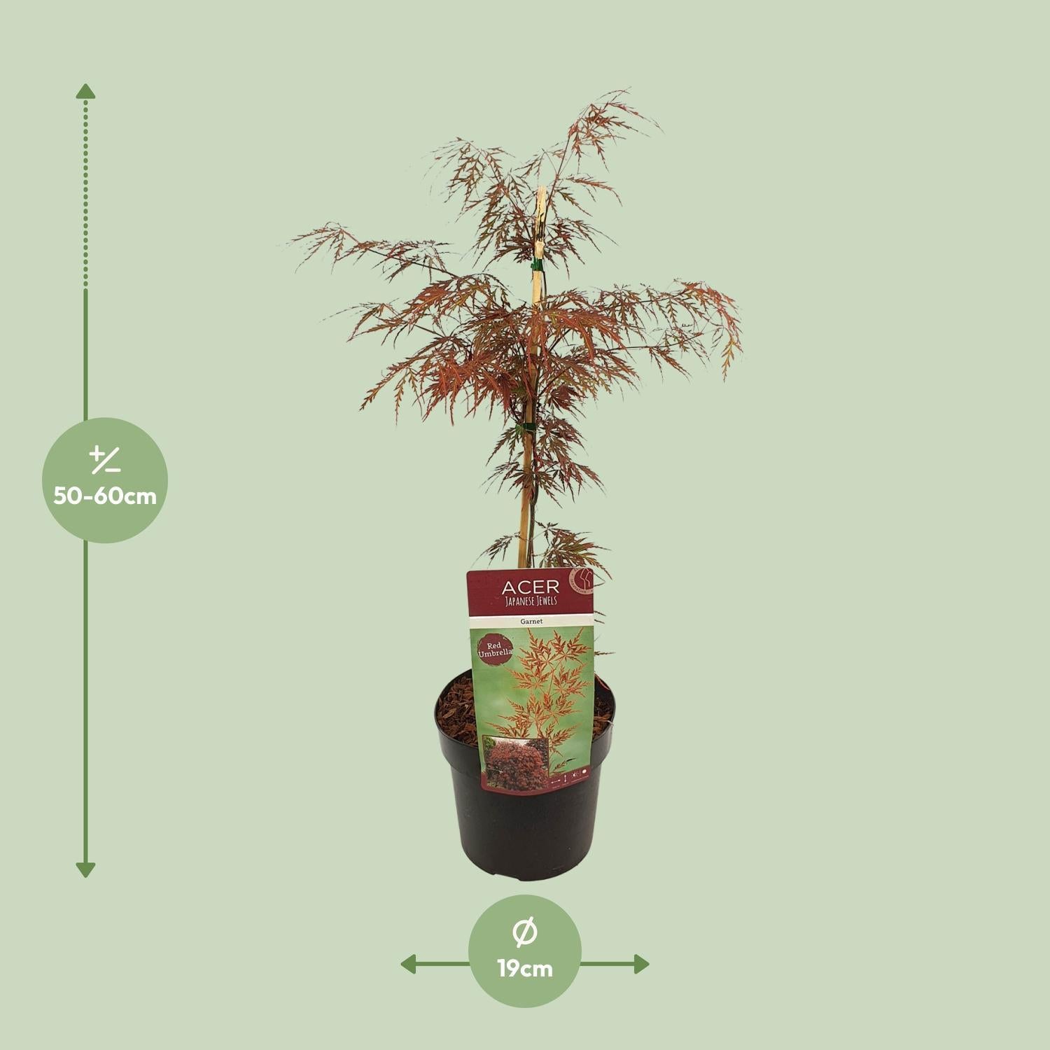 Acerpalm. 'Garnet' - ?55cm - Ø19cm