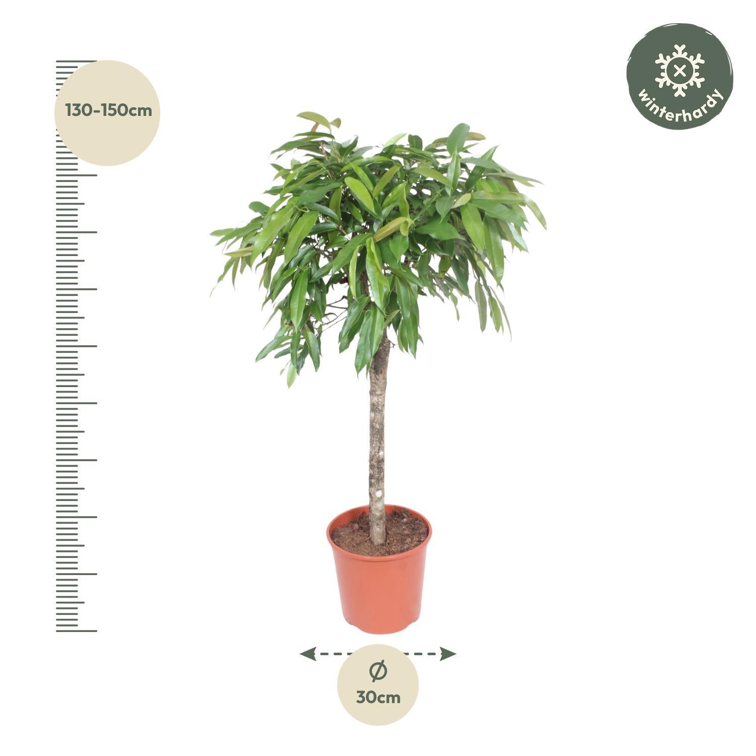 Ficus Amstel Koning - 140 cm - ø30