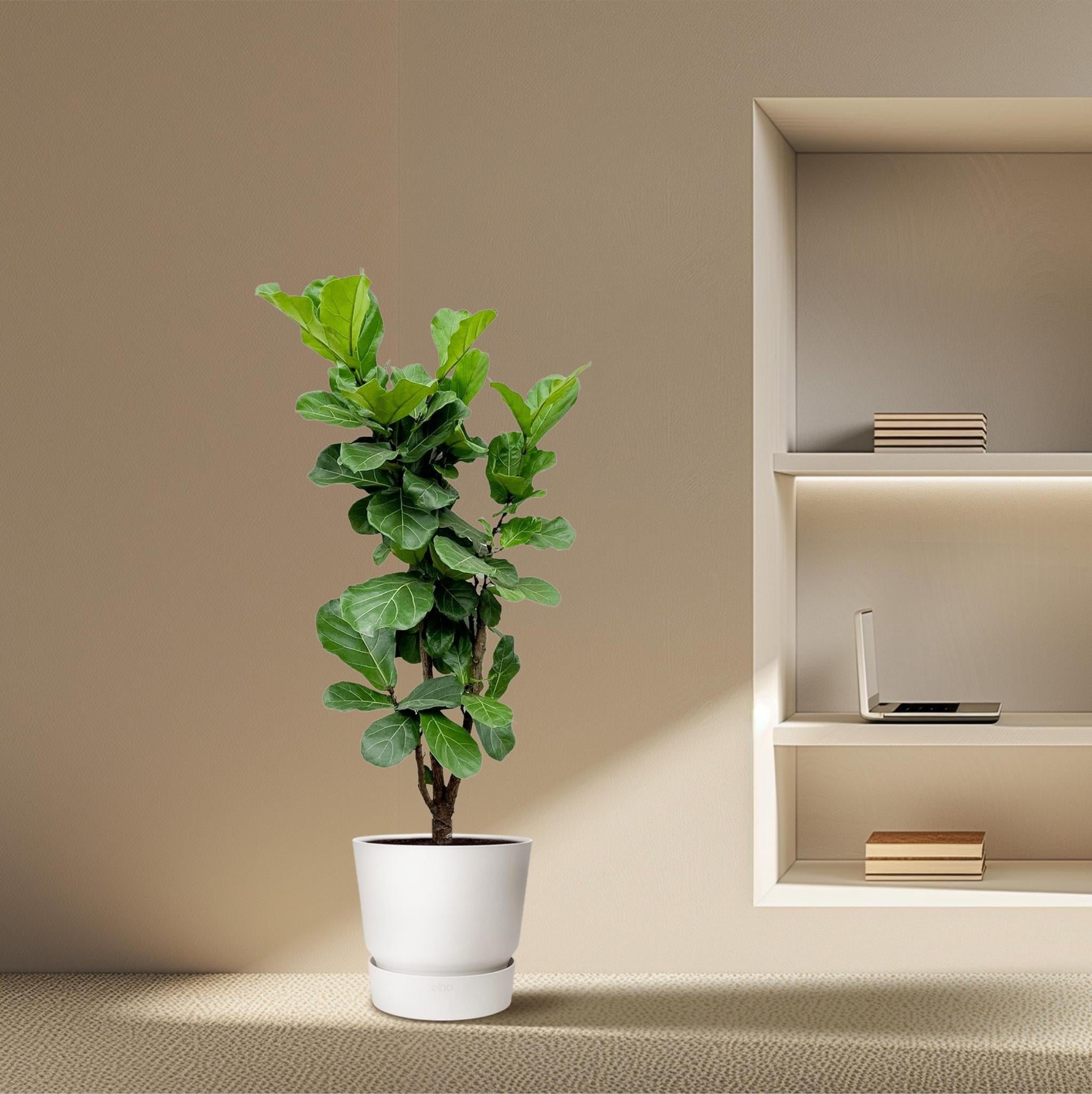 Ficus Lyrata vertakt - 180cm - ?30