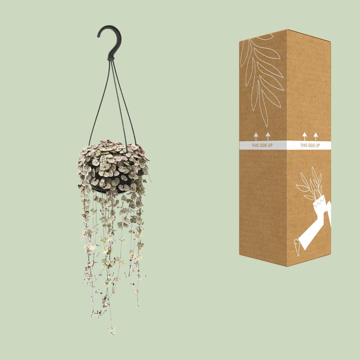 Ceropegia linearis Subsp. Woodii Variegata – Ø14cm – ↕38cm