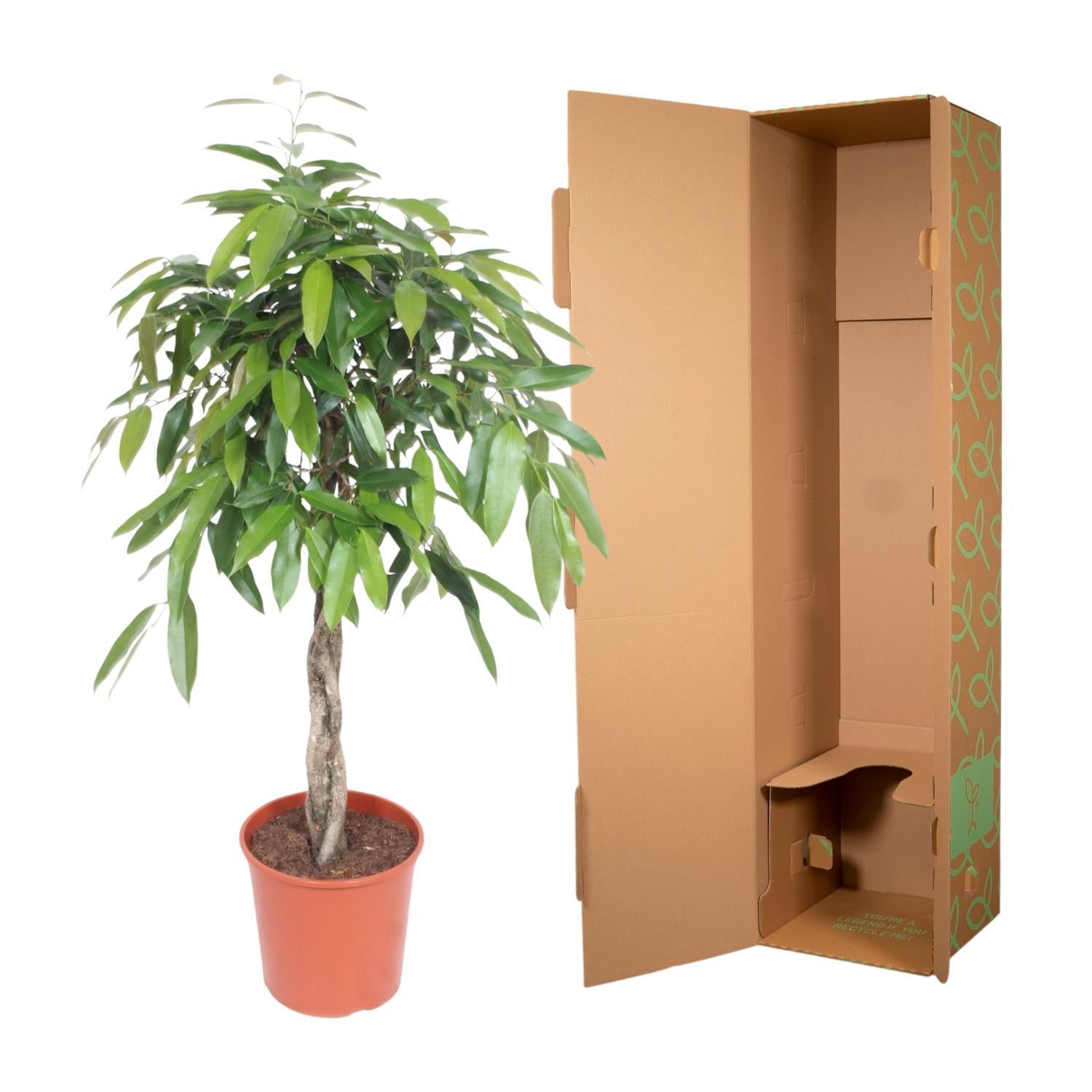 Ficus Amstel King gevlochten stam - 140 cm - ø30