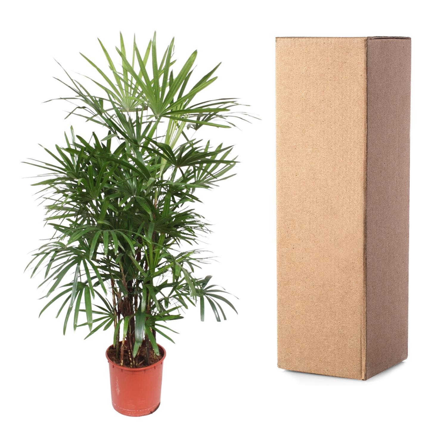 Rhapis Excelsa - 190cm - ø34