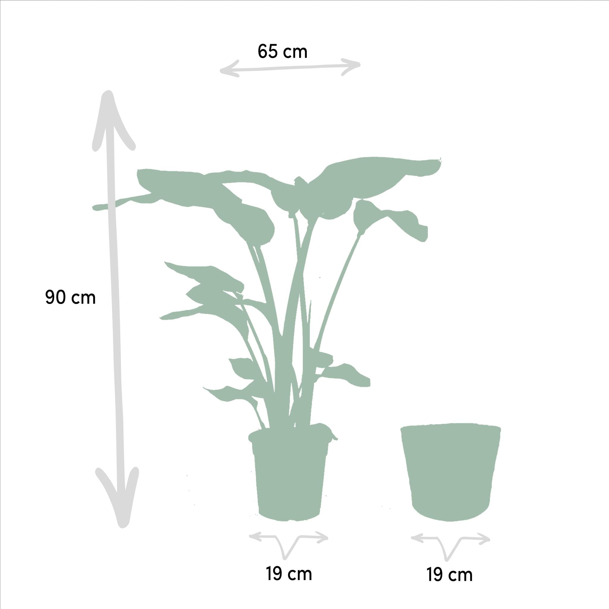 Strelitzia Nicolai - Ø19cm - ↕90cm + Mand Selin