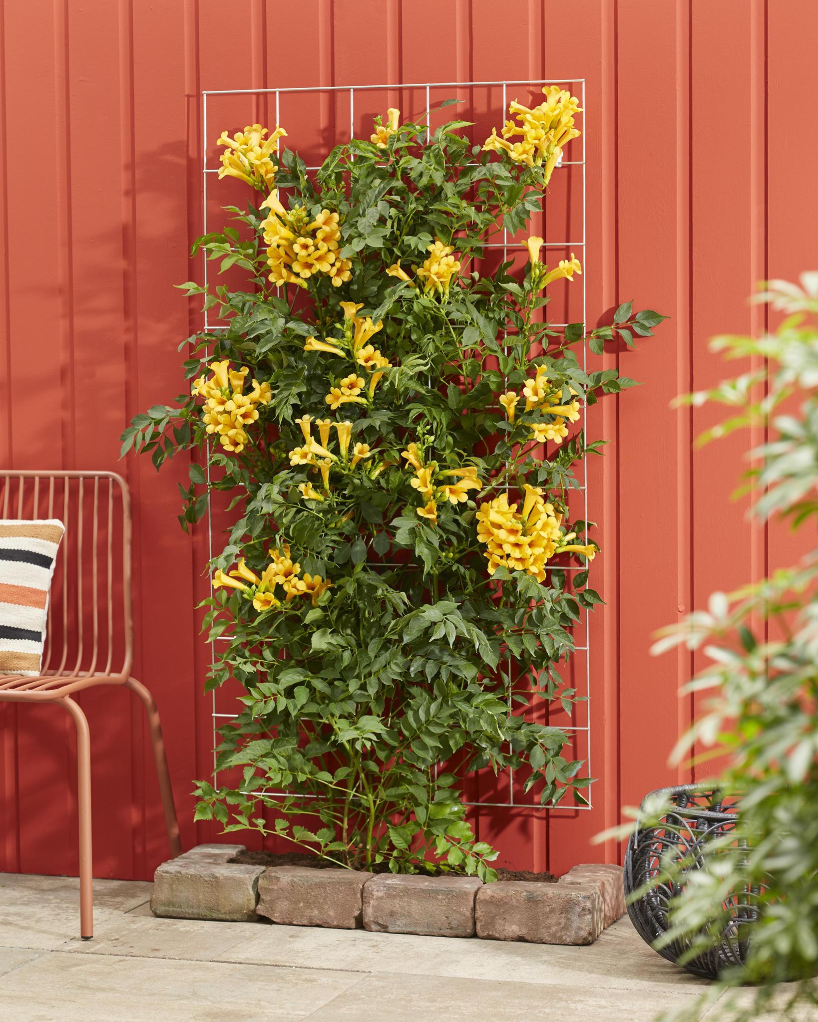 Campsis Summer Jazz 'Gold Trumpet' - Trompetbloem Geel
