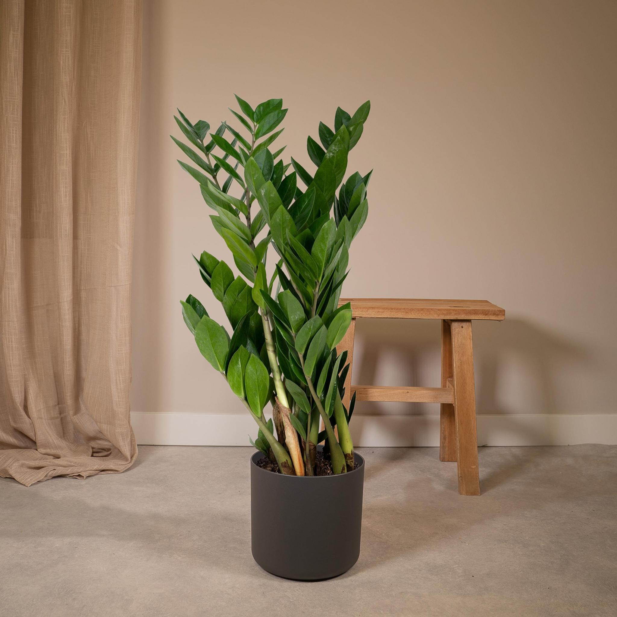 Zamioculcas Zamiifolia - Ø17cm - ↕70cm