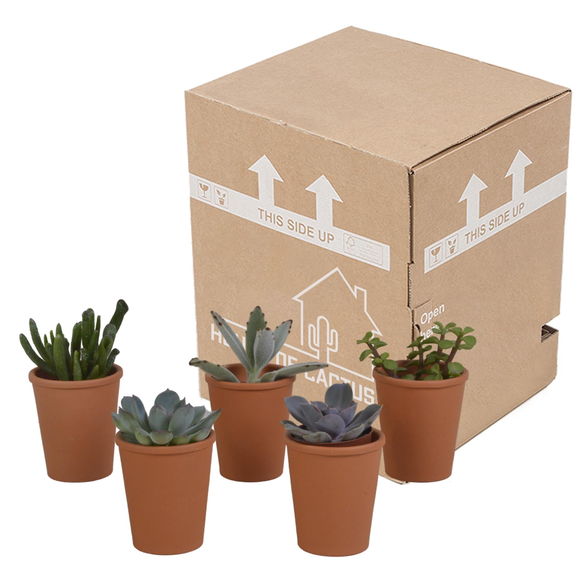 Vetplanten mix 5.5 cm - 5x - in terracotta pot