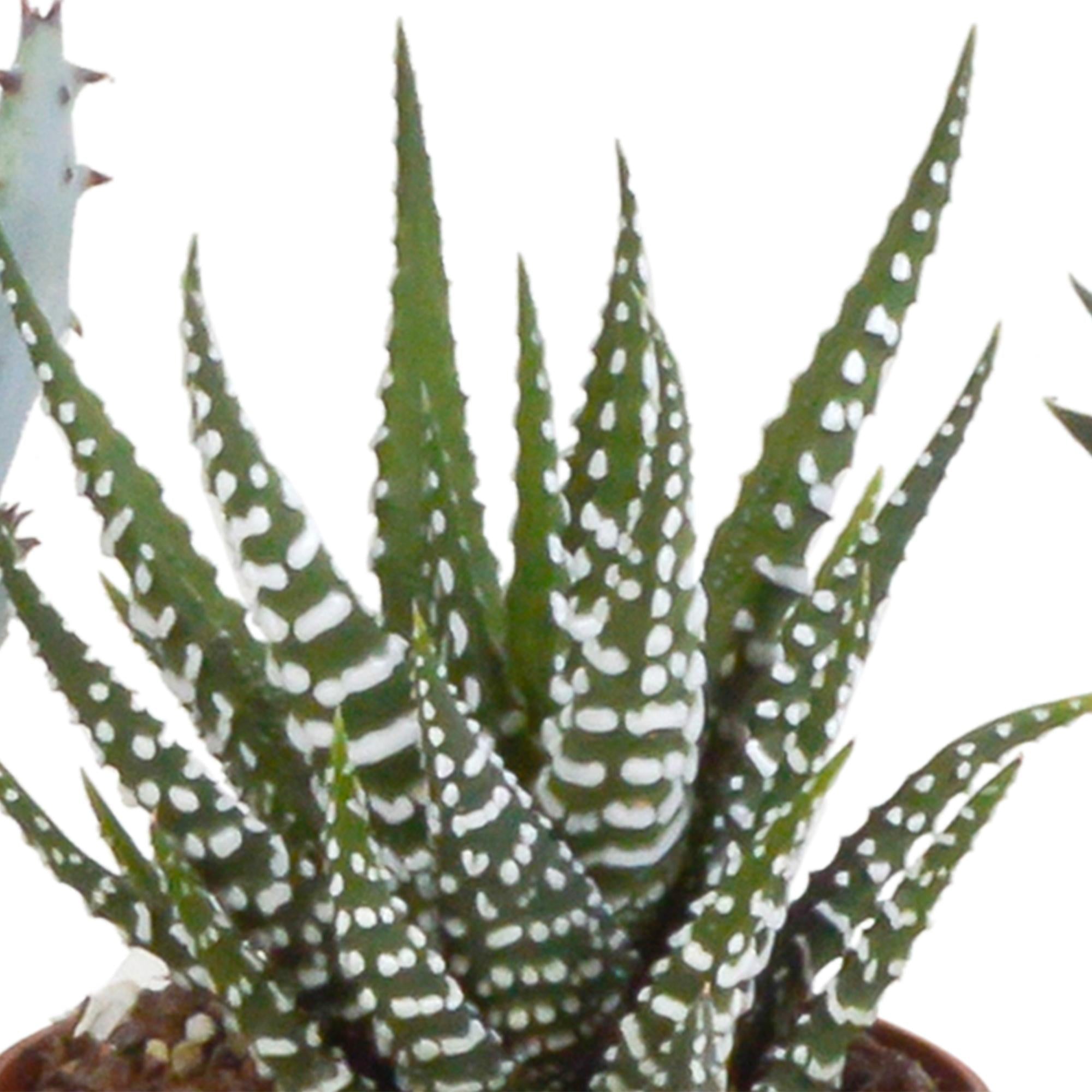 Gasteria/Haworthia mix 5,5cm - 5x - in witte pot
