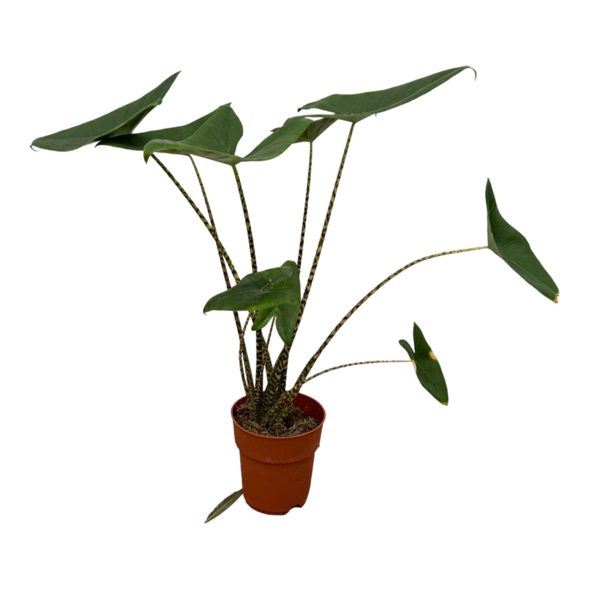 Alocasia Zebrina - 80 cm - Ø19 cm