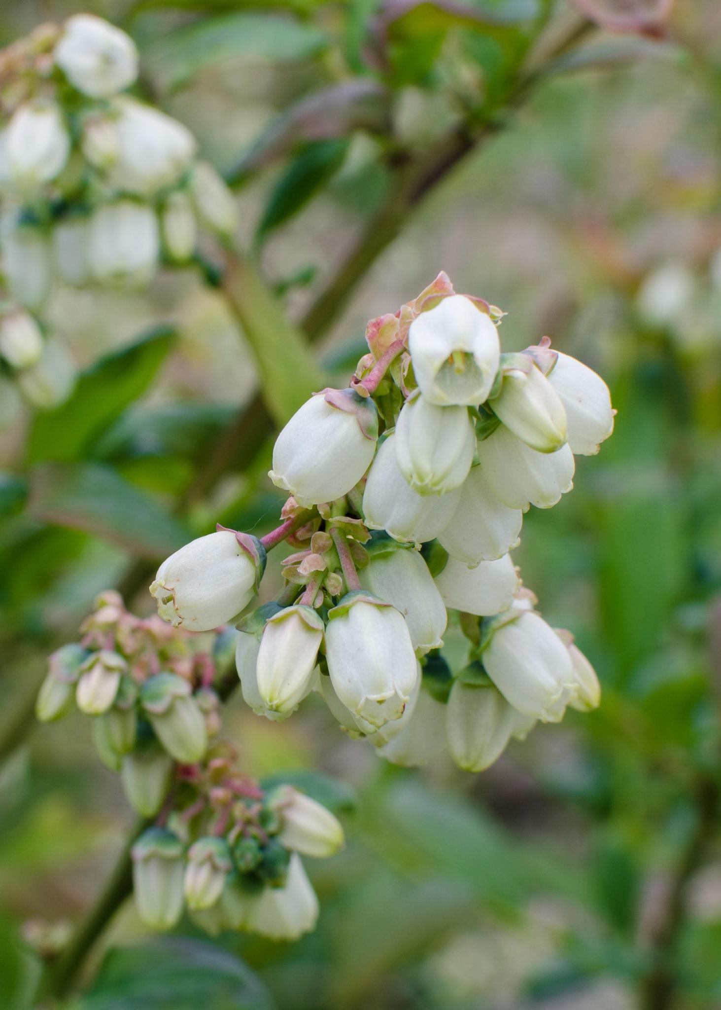 Vaccinium corymbosum 'Reka' - Blauwe bes