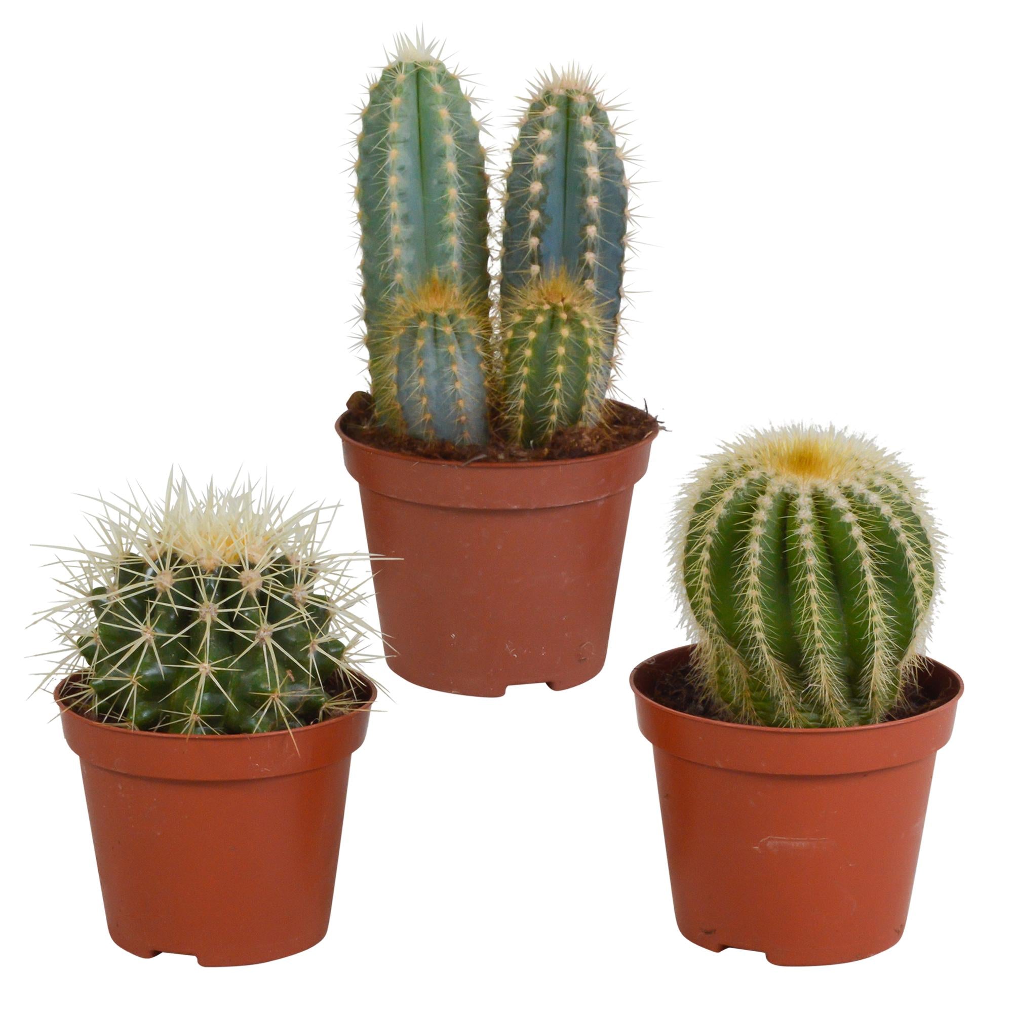 Cactusmix 8,5 cm - 3x - zonder pot