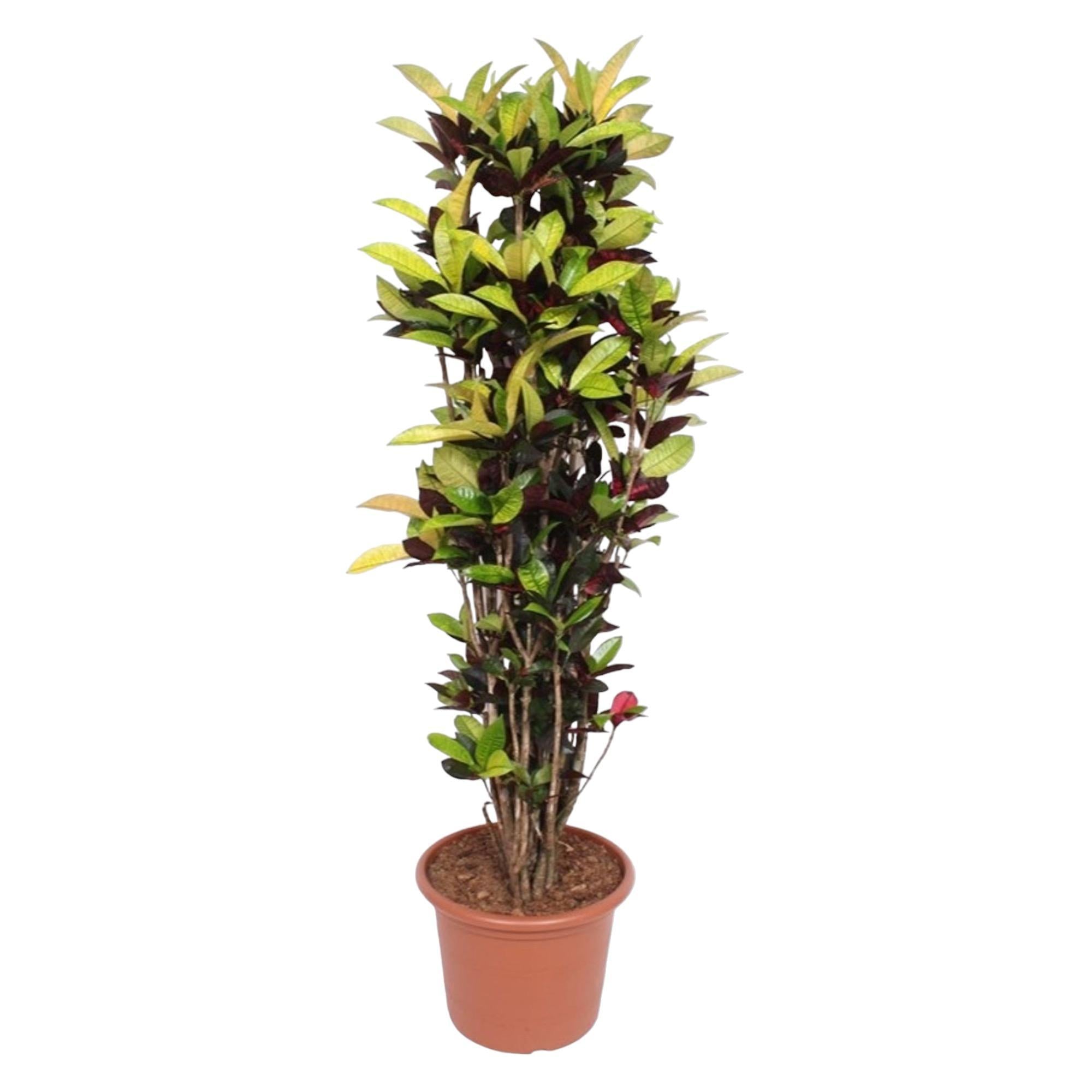 Codiaeum ijston (Croton ijston) - 190 cm - ø45