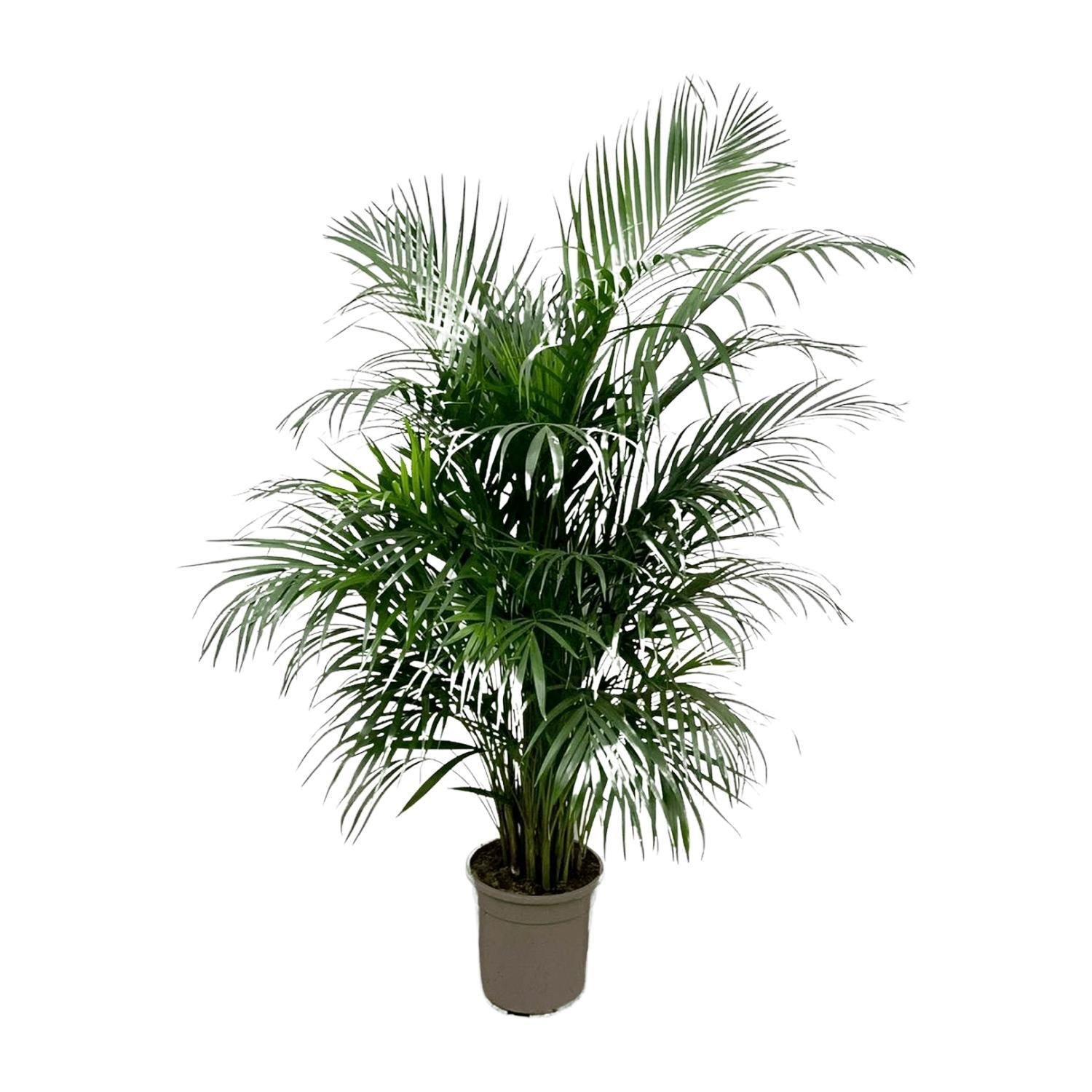 Dypsis Lutescens (Areca-Palme) 160 cm - ø24