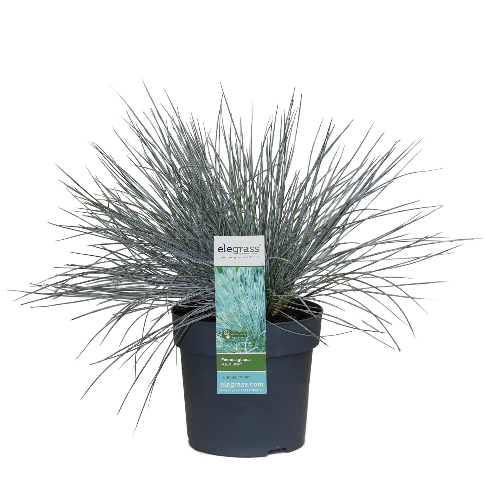 Festuca glauca Azura Blauw - Ø14 - ?30cm