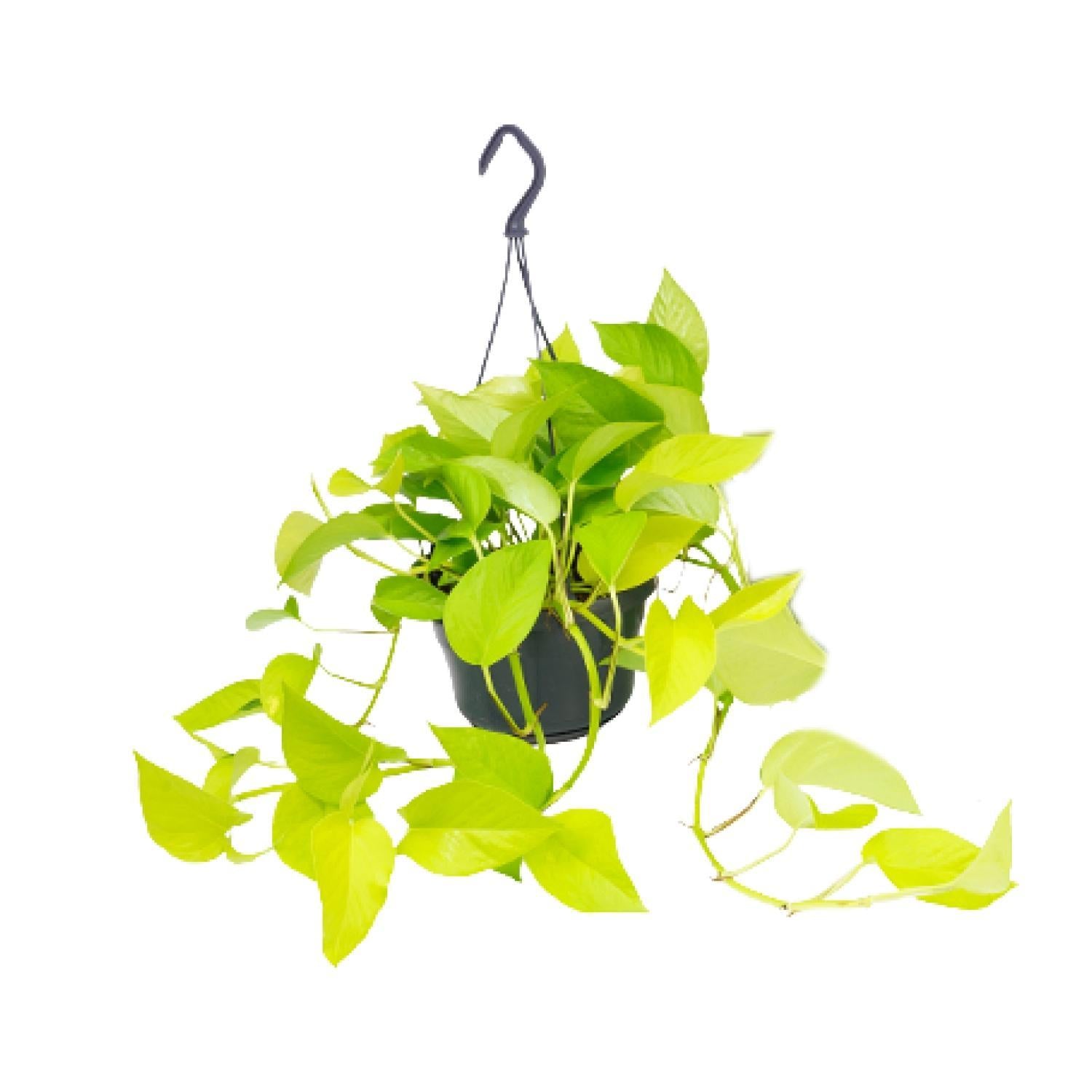 Epipremnum Gouden Pothos - Ø15 - ?25cm