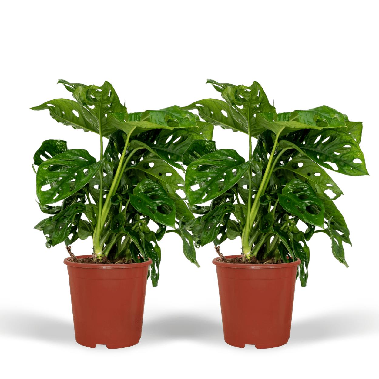 2x Monstera Monkey Leaf - Gatenplant - 30cm - ø12