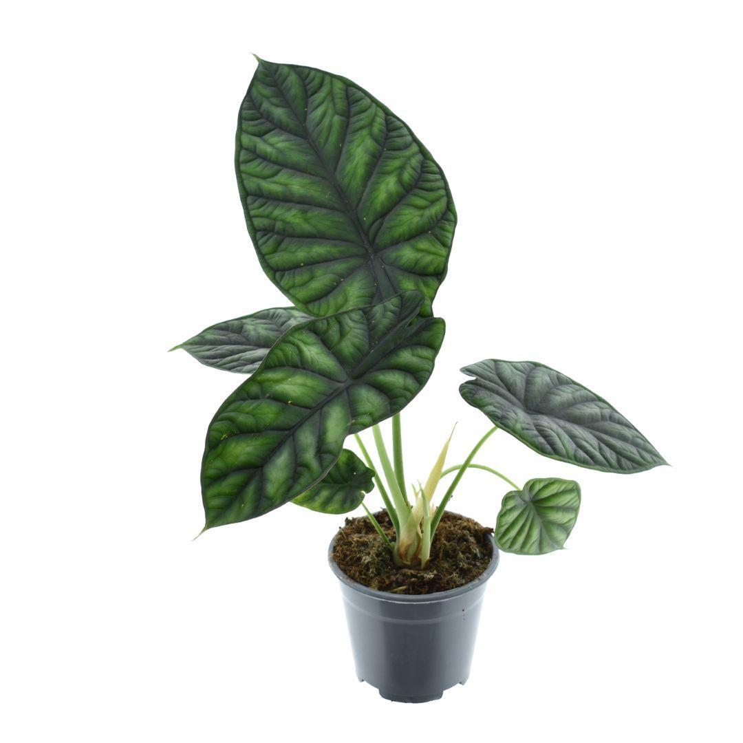 Alocasia Drakenschub - Ø14cm - ↕30cm