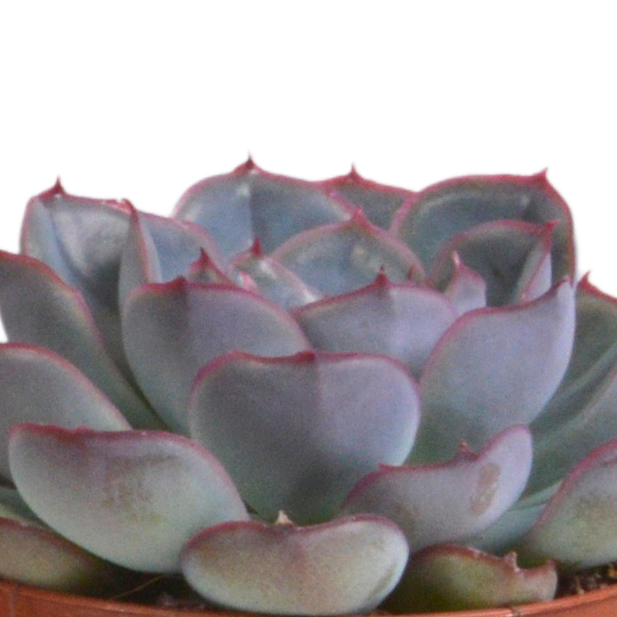 Echeveria mix 8,5 cm - 3x - in terracotta pot