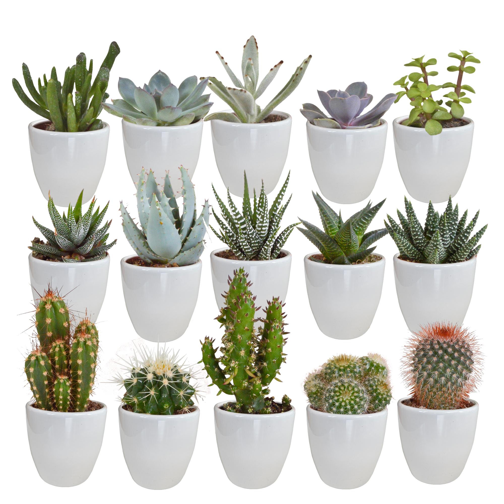 Cactus en vetplantenmix 5,5 cm | 15 stuks - in witte pot