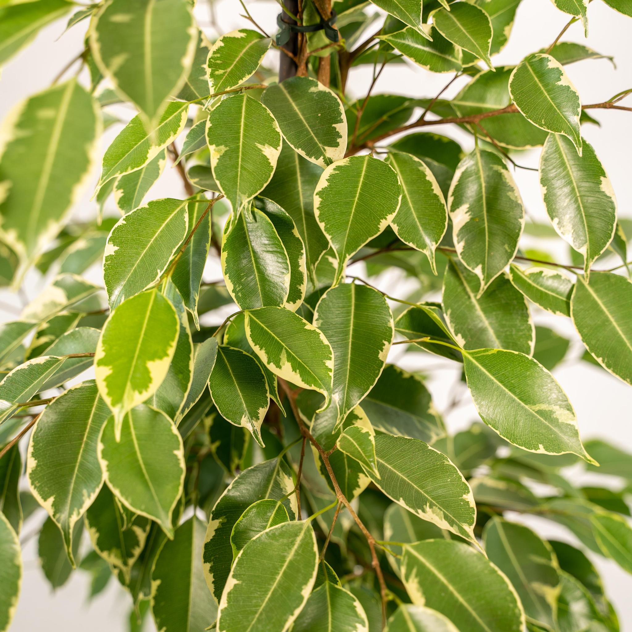 Ficus benjamina Goldenking - Ø21cm - ↕95cm + Pot Mayk Goud