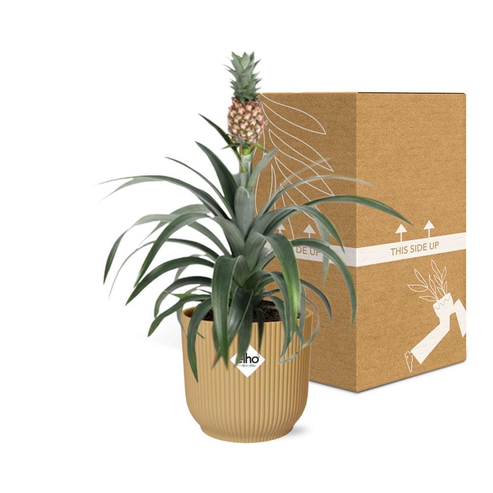 Ananas Mi Amigo in ELHO Vibes Fold 14cm gelb