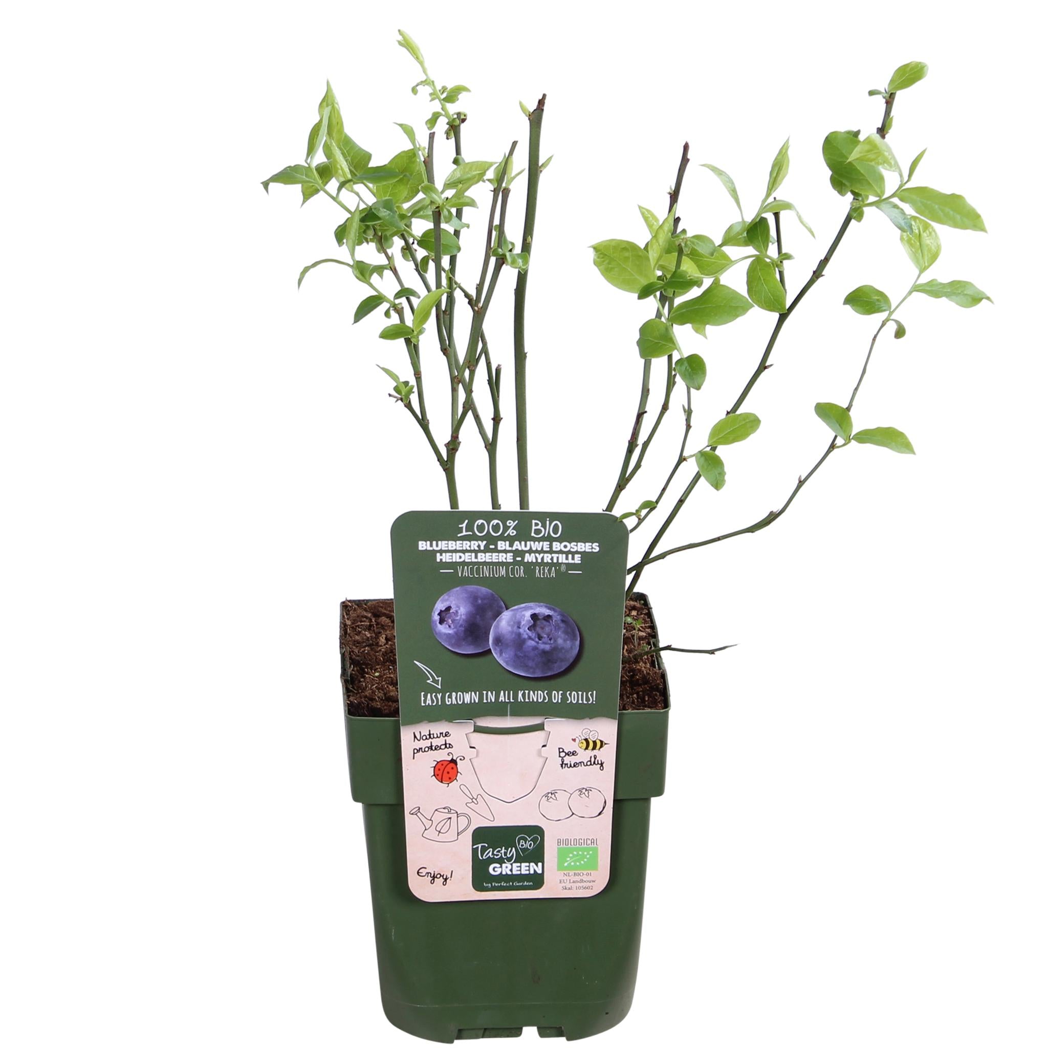 Vaccinium corymbosum 'Reka' - Blauwe bes