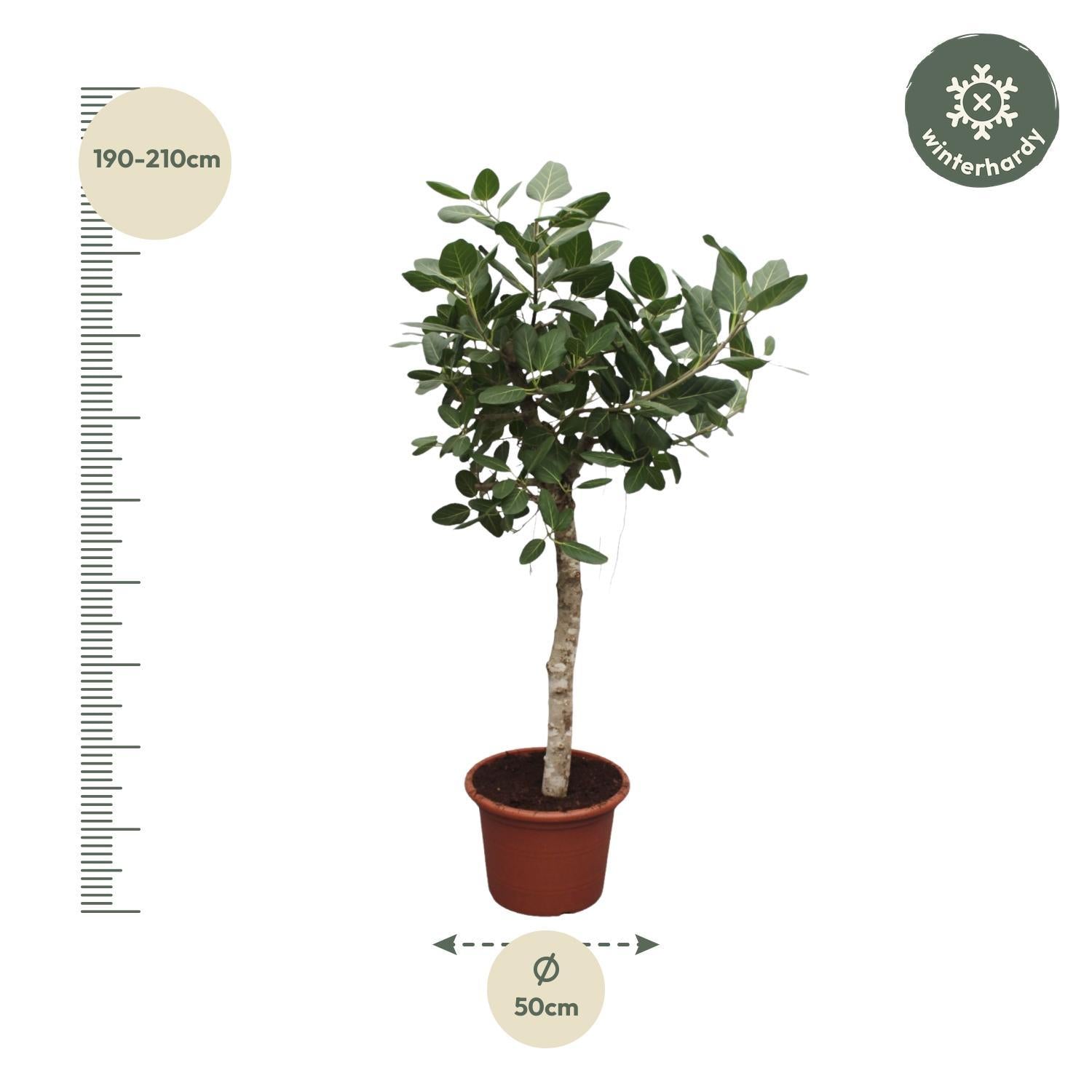 Ficus Benghalensis-Ausleger - 200 cm - ø50