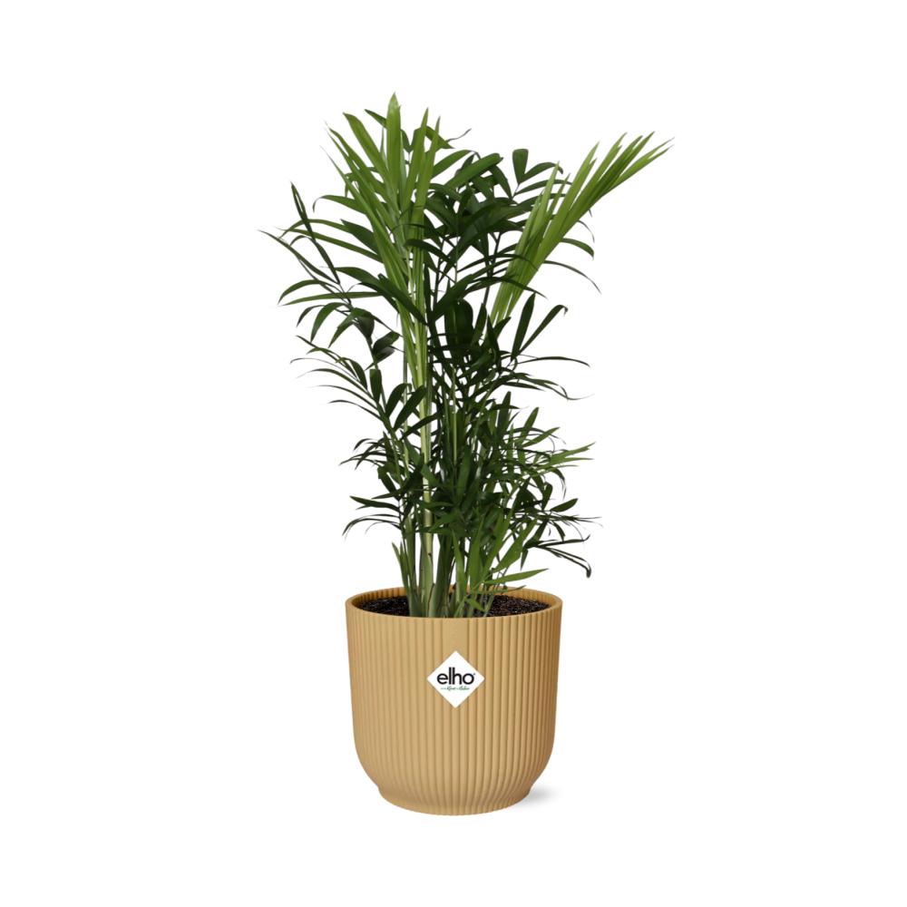 Chamaedorea Elegans in ELHO Vibes Fold 14cm gelb