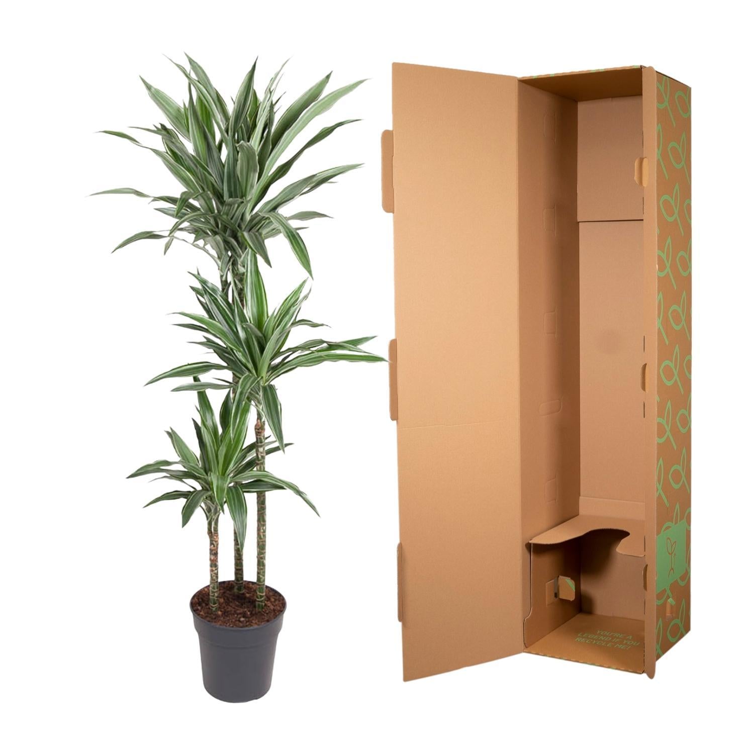 Dracaena Warneckei – 140 cm – ø27