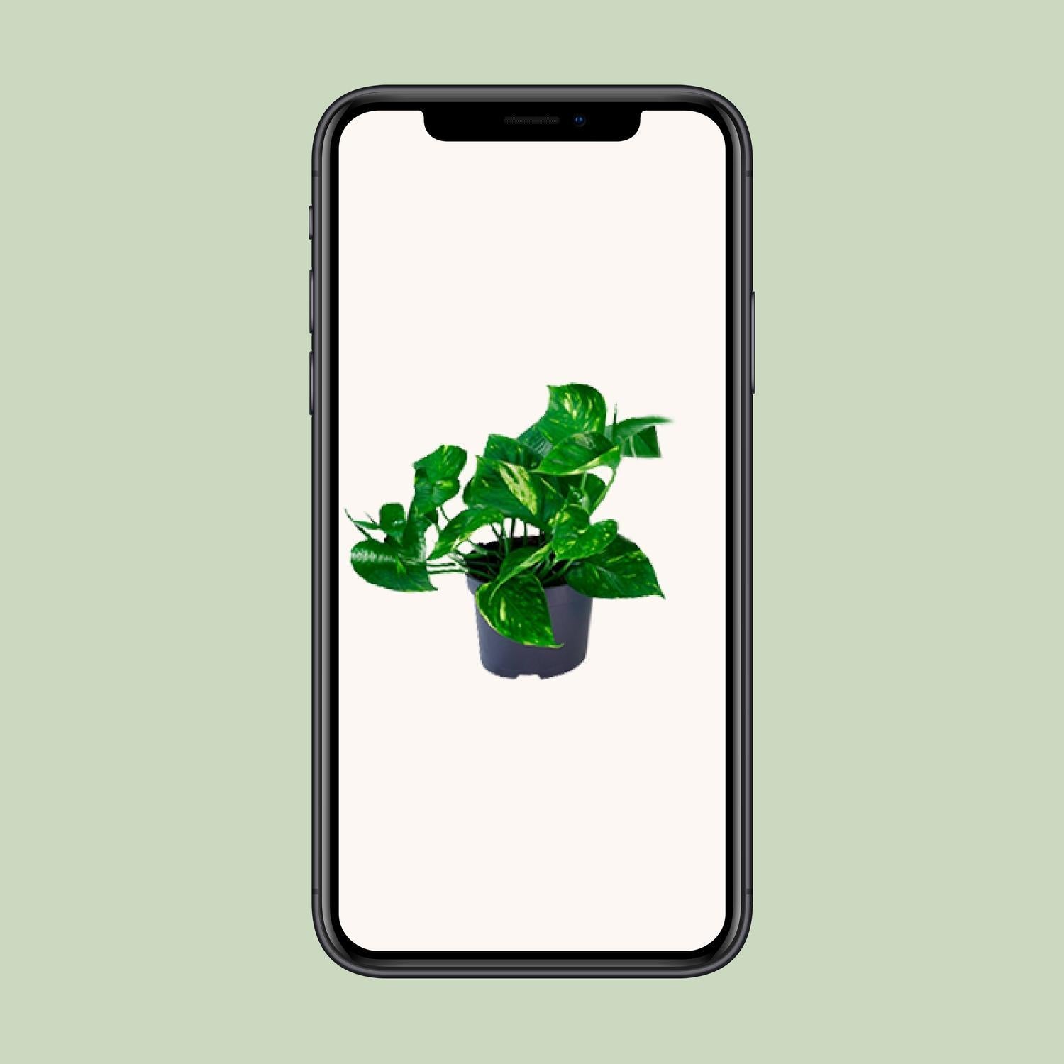 Epipremnum Pinnatum - Ø12 - ?20cm