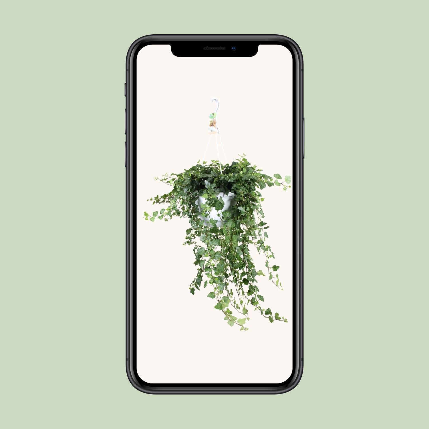 Hedera Helix Wonder - Ø24 - ?70cm