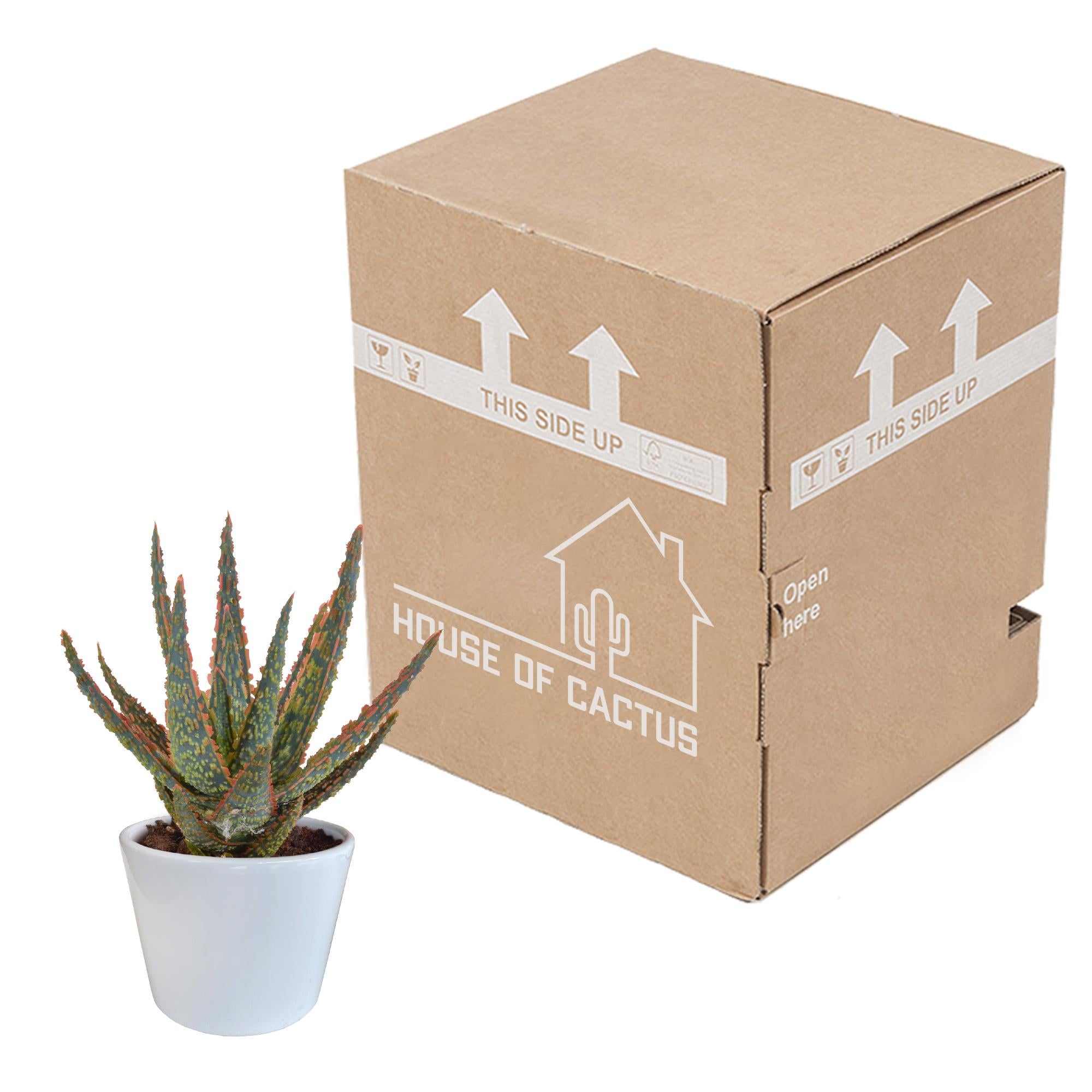 Aloe Zebrina Dannyz 10,5cm - im weißen Topf