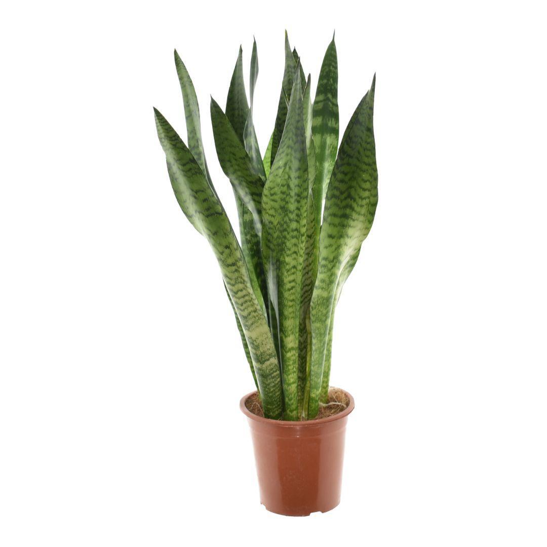 Vrouwentong Zeylanica - Ø17cm - ↕75cm