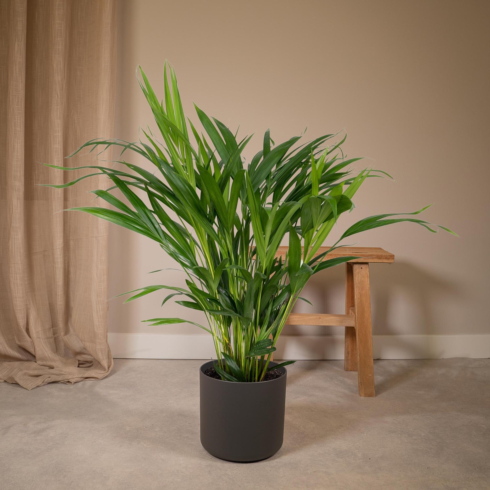 Dypsis Lutescens - Ø17 - ?60cm