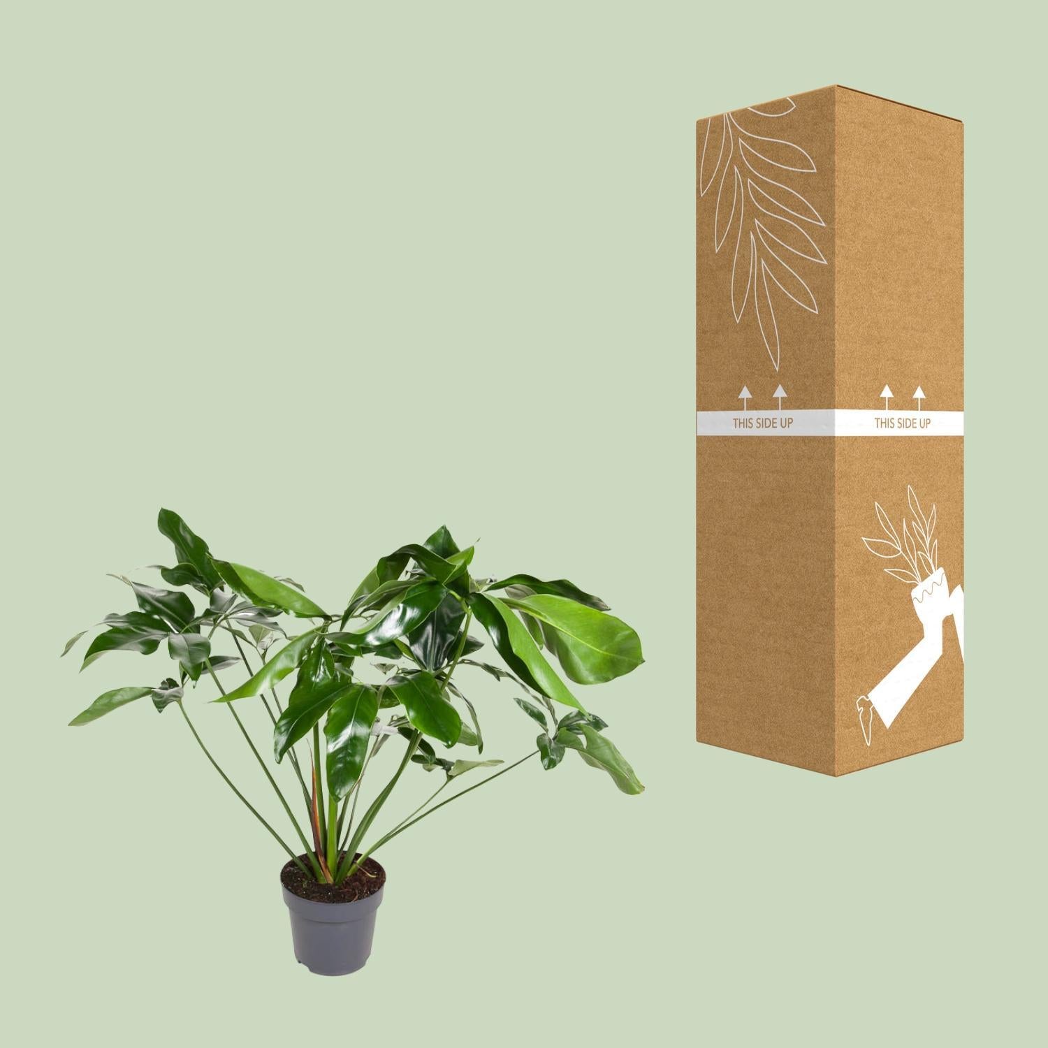 Philodendron Groen Wonder - Ø24cm - ↕100cm