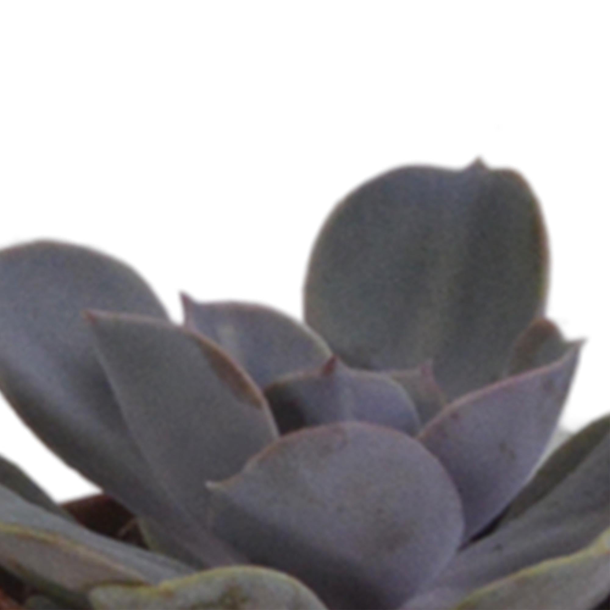 Vetplanten mix 5.5 cm - 5x - in terracotta pot