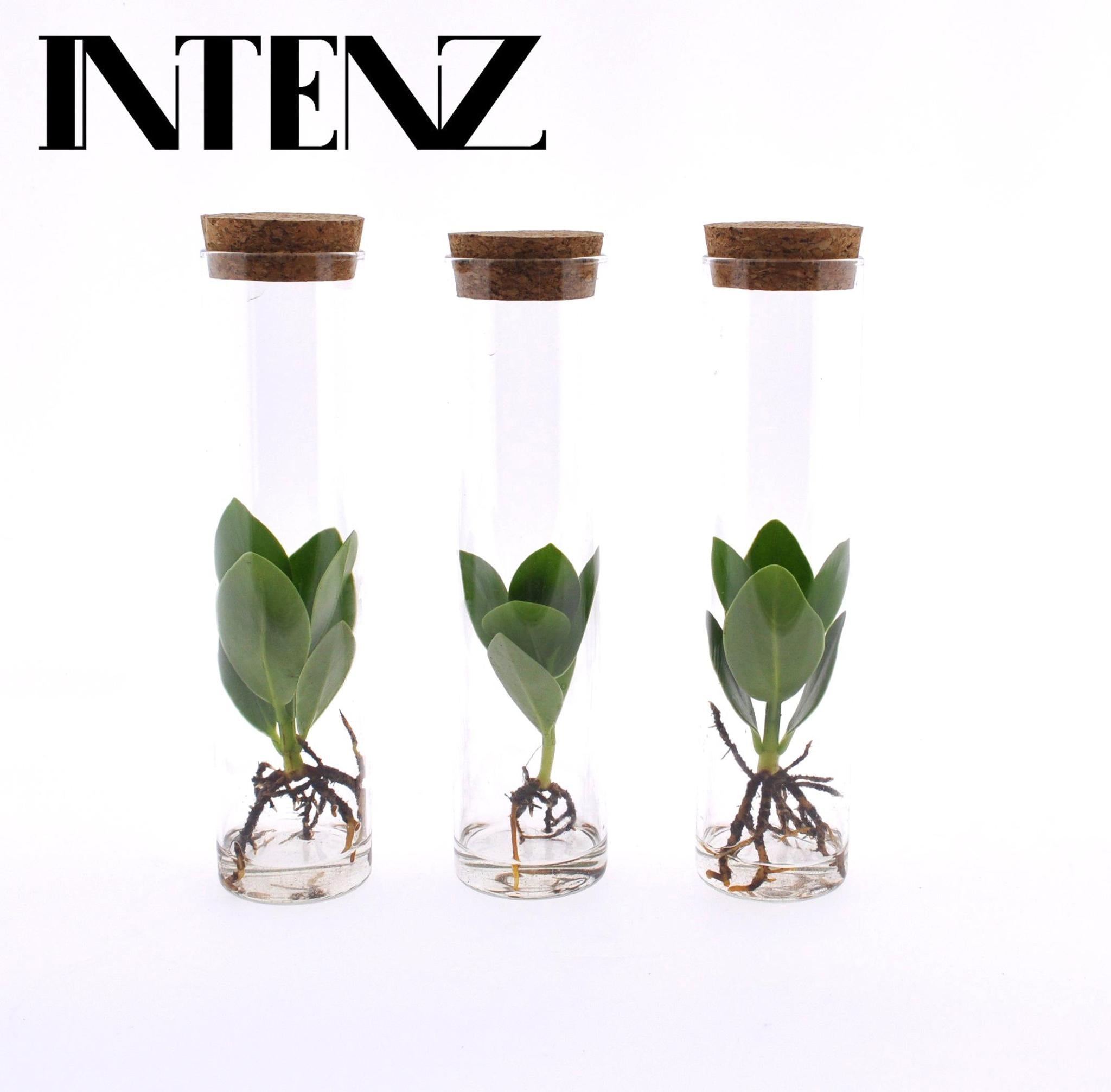 Clusia in Buisglas - 3 stuks - Ø5cm - ↕15cm