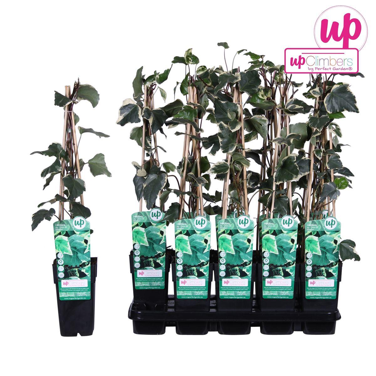 Hedera algeriensis 'Gloire de Maren' - ?65cm - Ø15