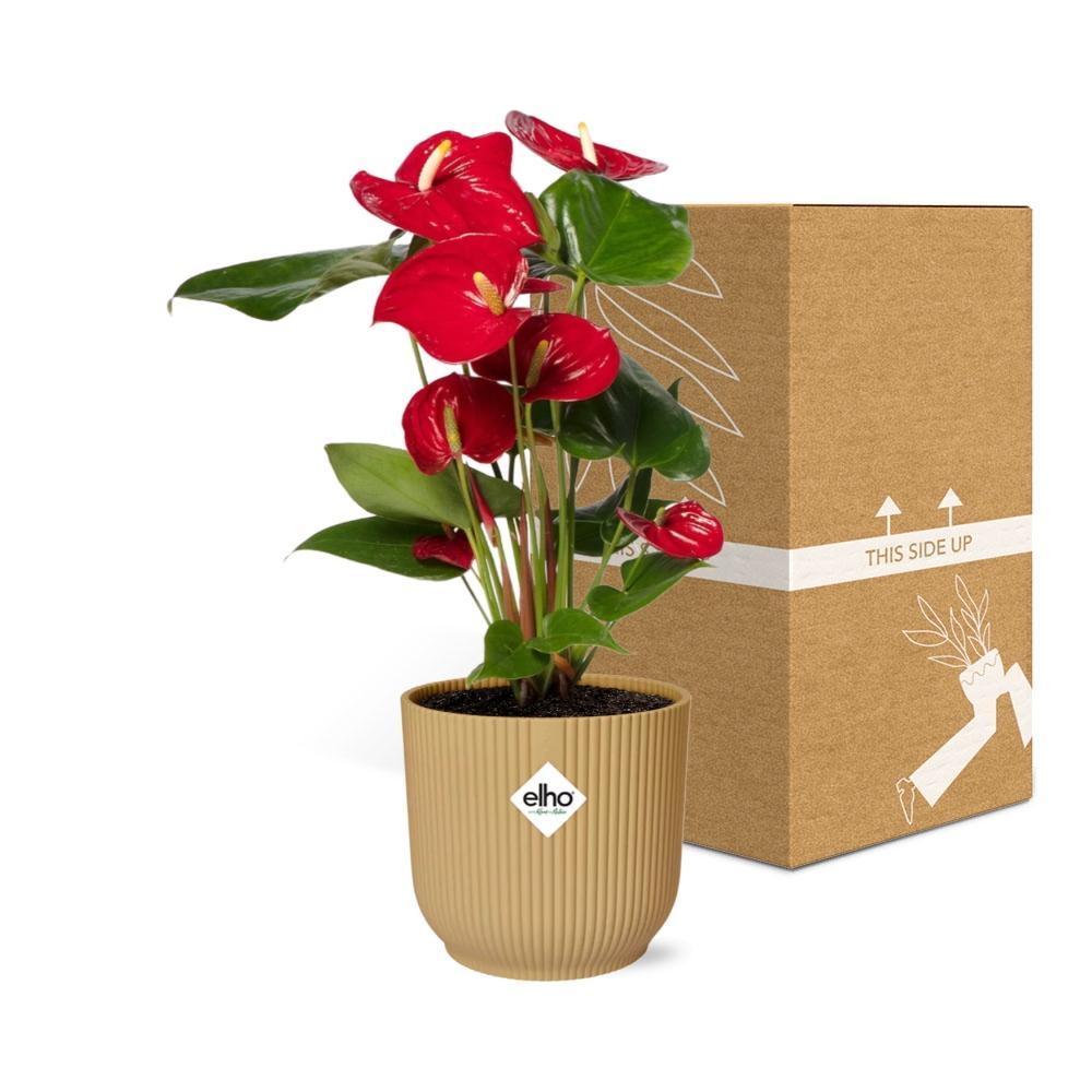 Anthurium Rot 12cm in ELHO Vibes Fold 14cm gelb