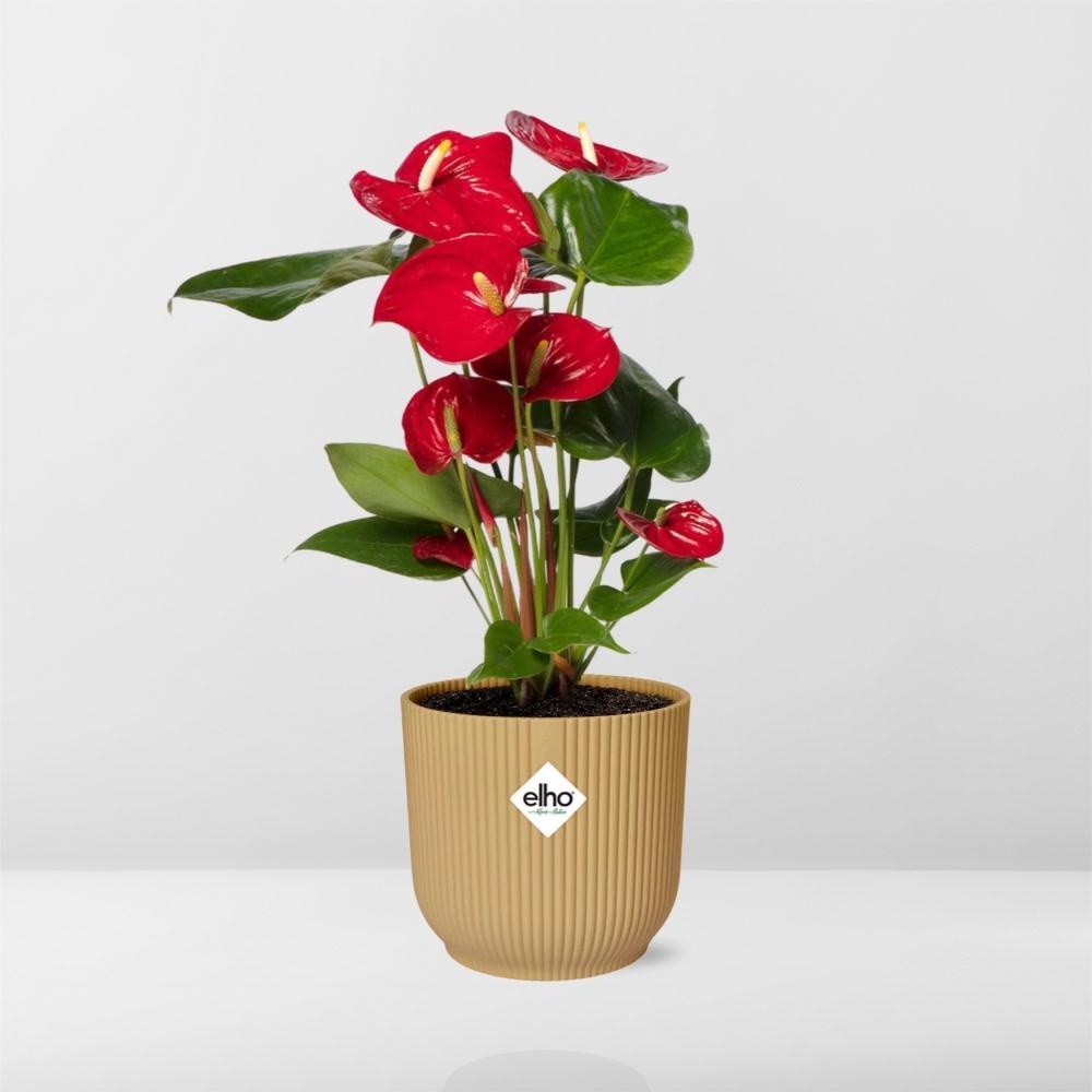 Anthurium Rot 12cm in ELHO Vibes Fold 14cm gelb