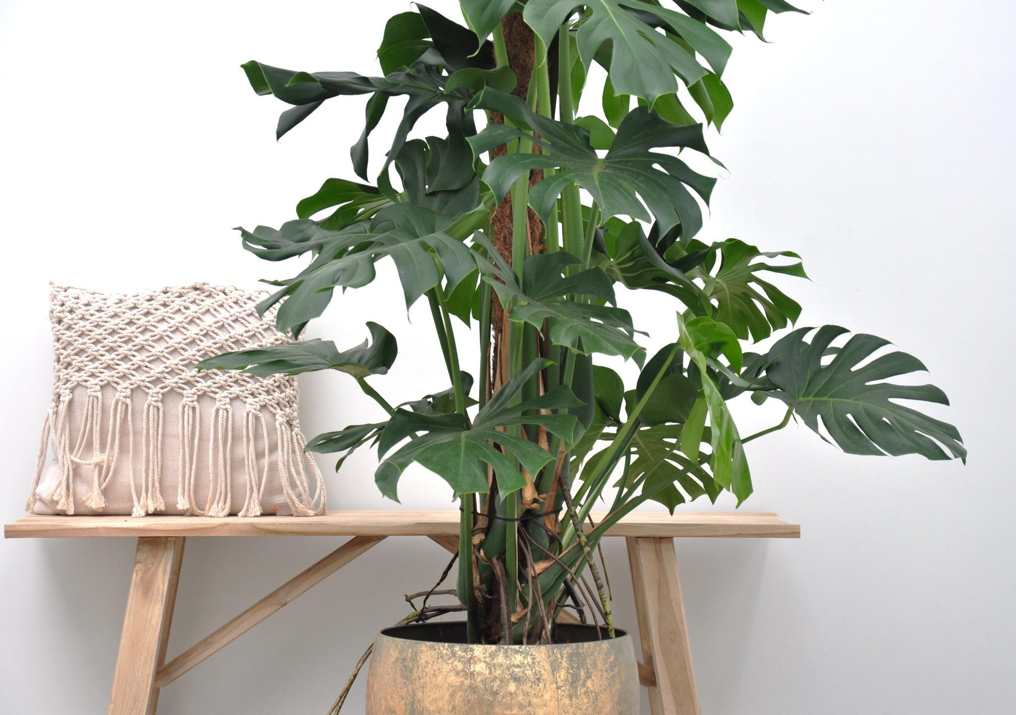 Monstera Deliciosa XXL - 150cm - ?27